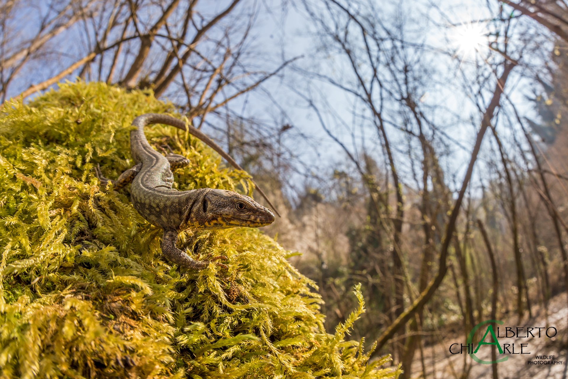 Wall lizard (Podarcis muralis)