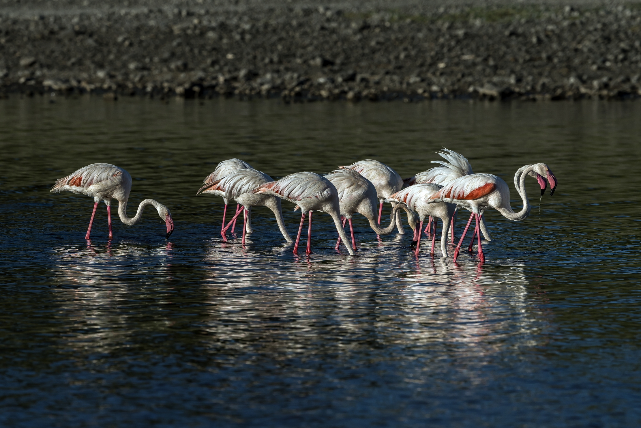 Tanzania 2016 - Fenicotteri