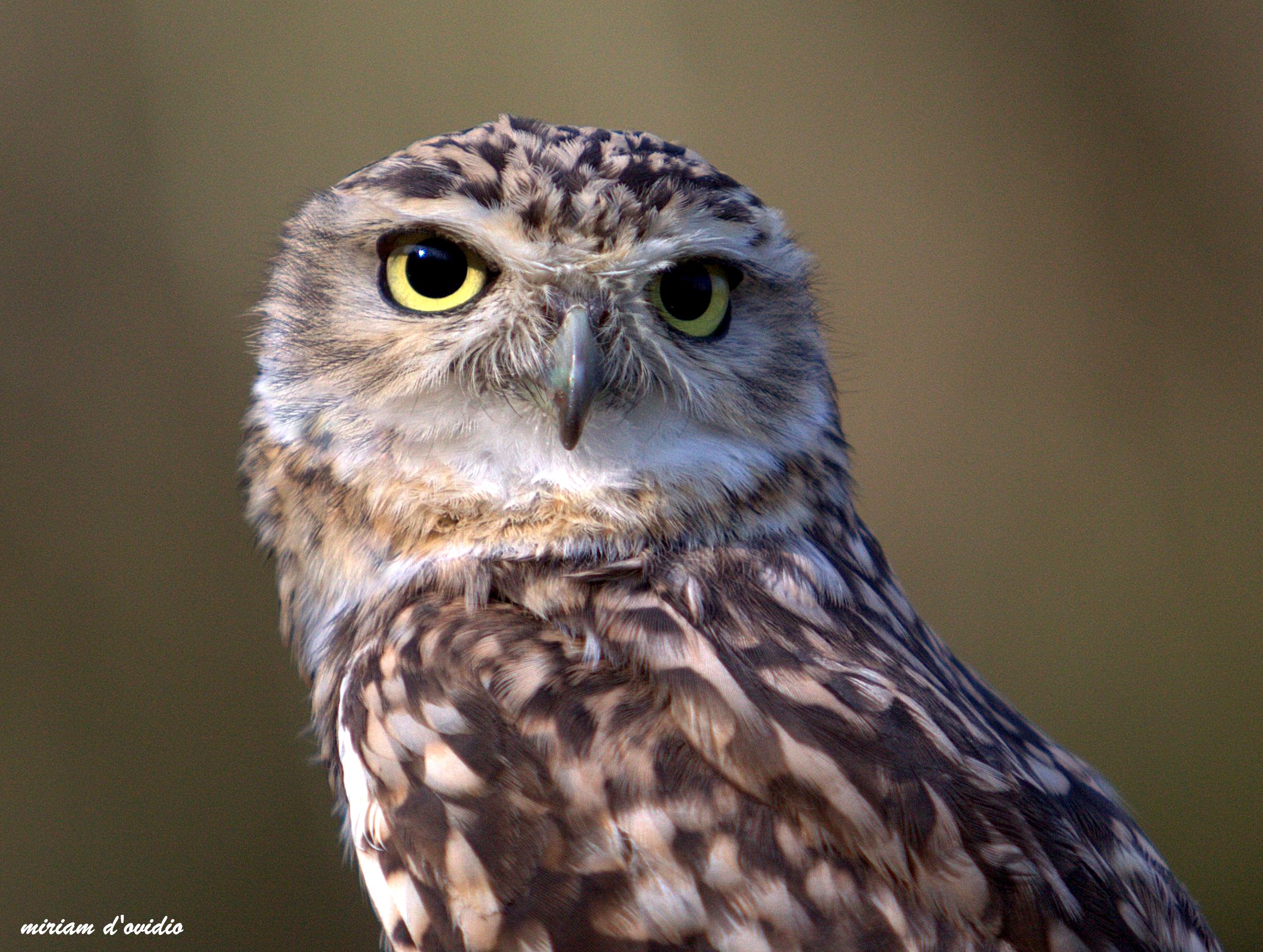 civetta delle tane, Athene cunicularia