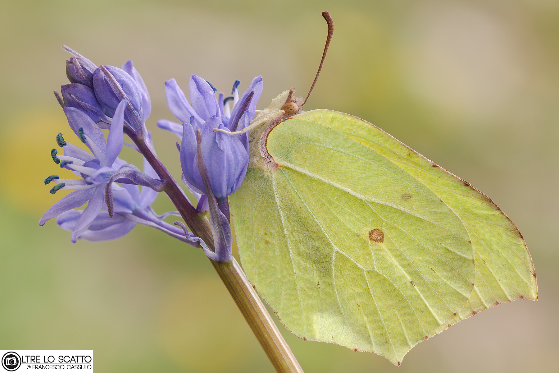 Gonepteryx rhamni (Linnaeus, 1758)