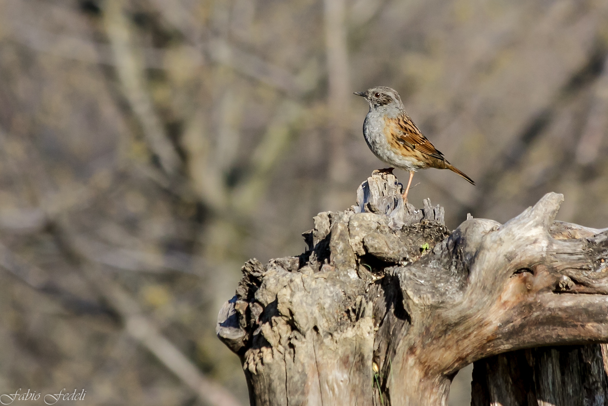 Dunnock