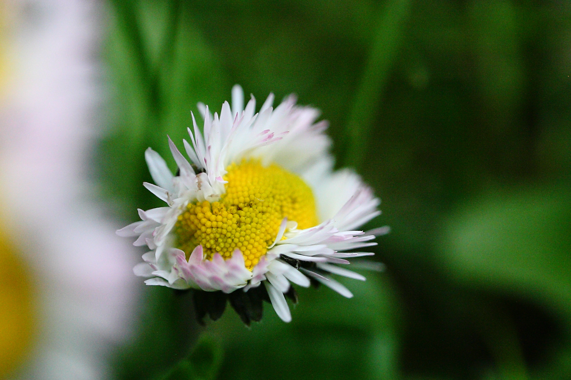 Mutazione genetica ?