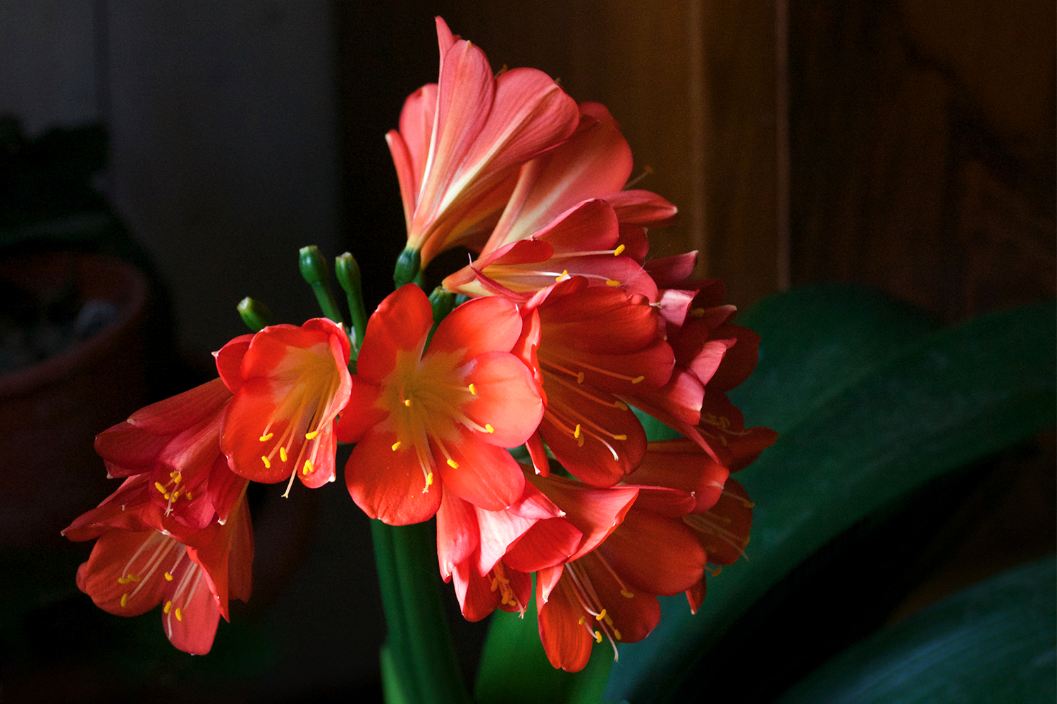Clivia 2