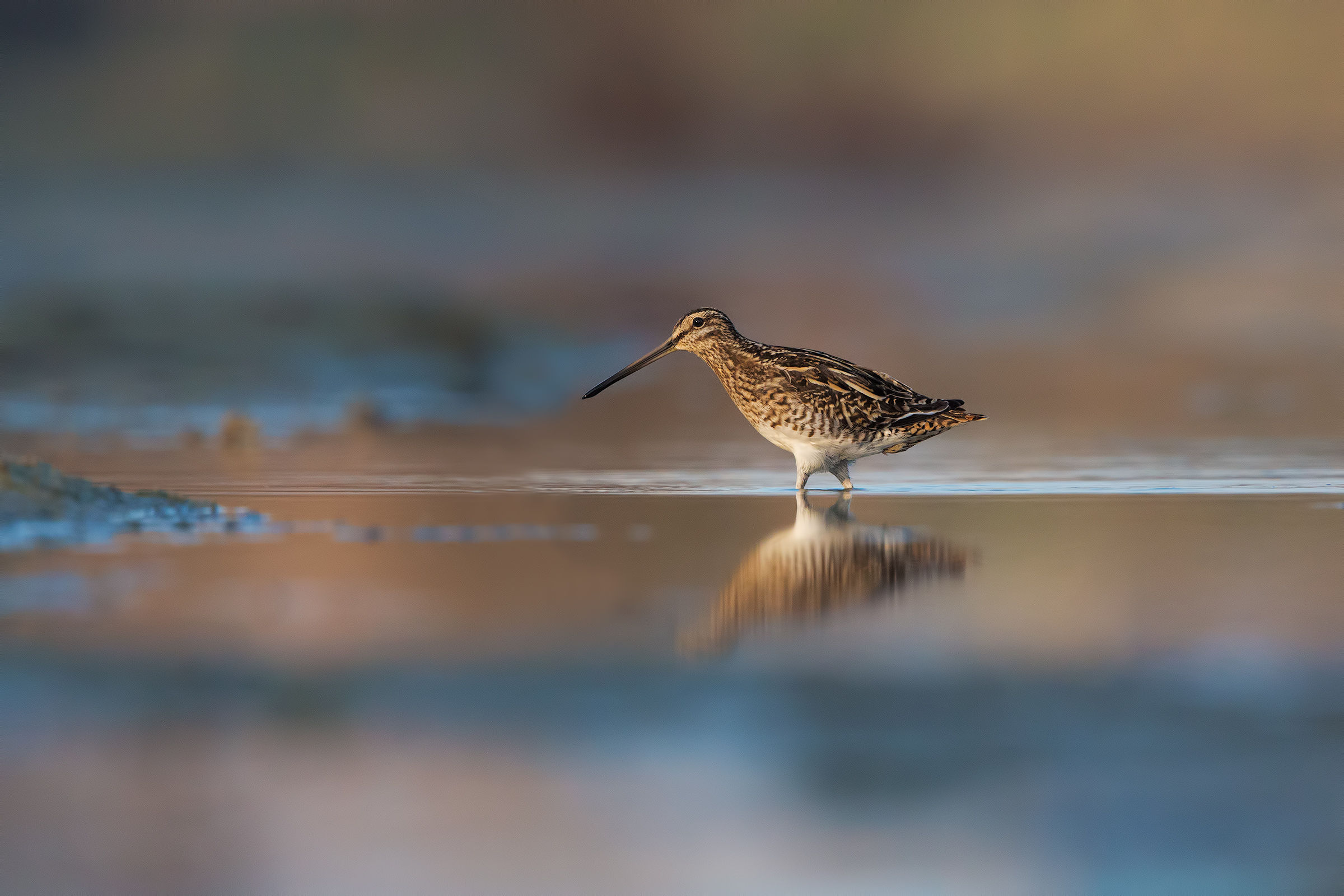 Beccaccino nella mia luce preferita