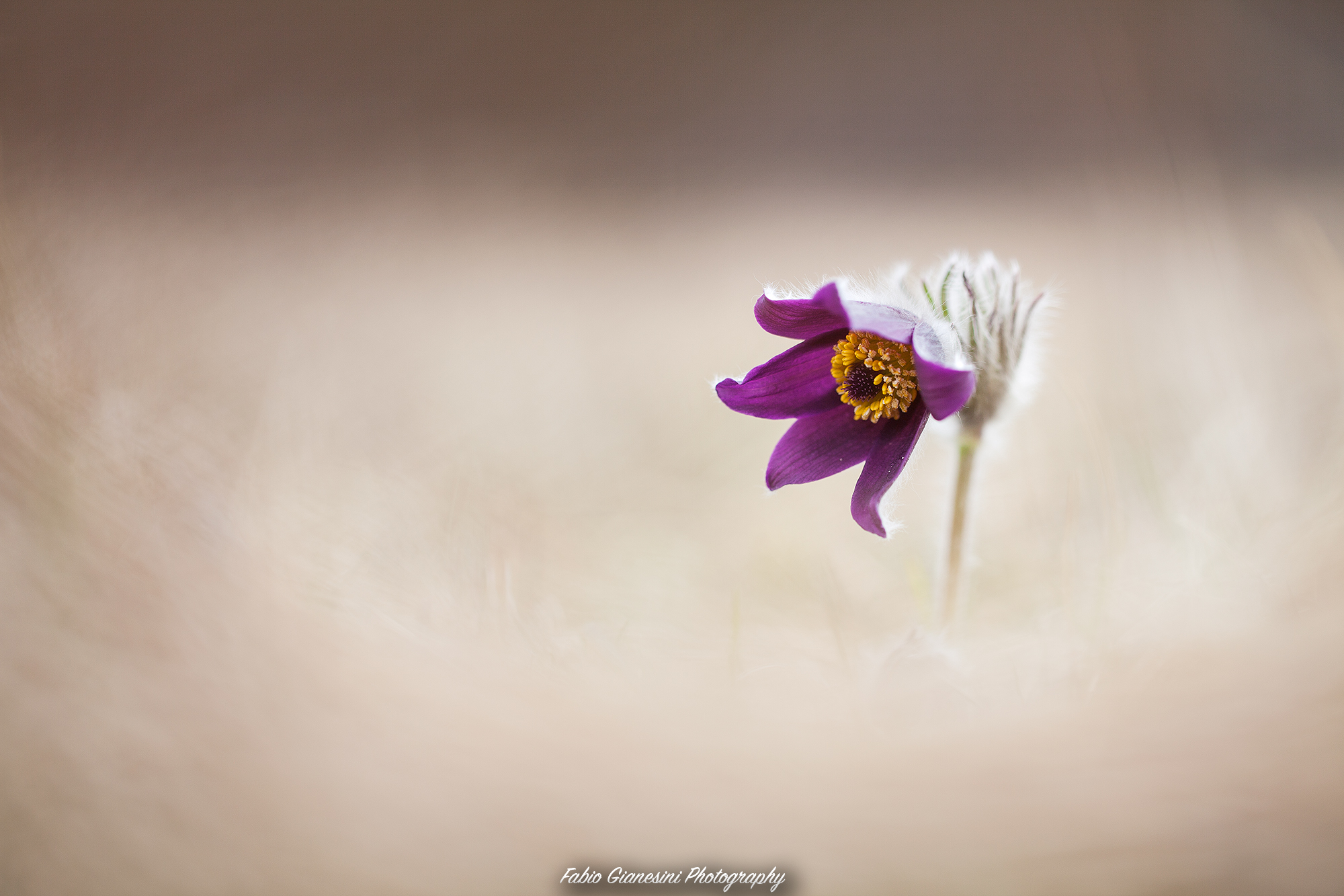 Pulsatilla