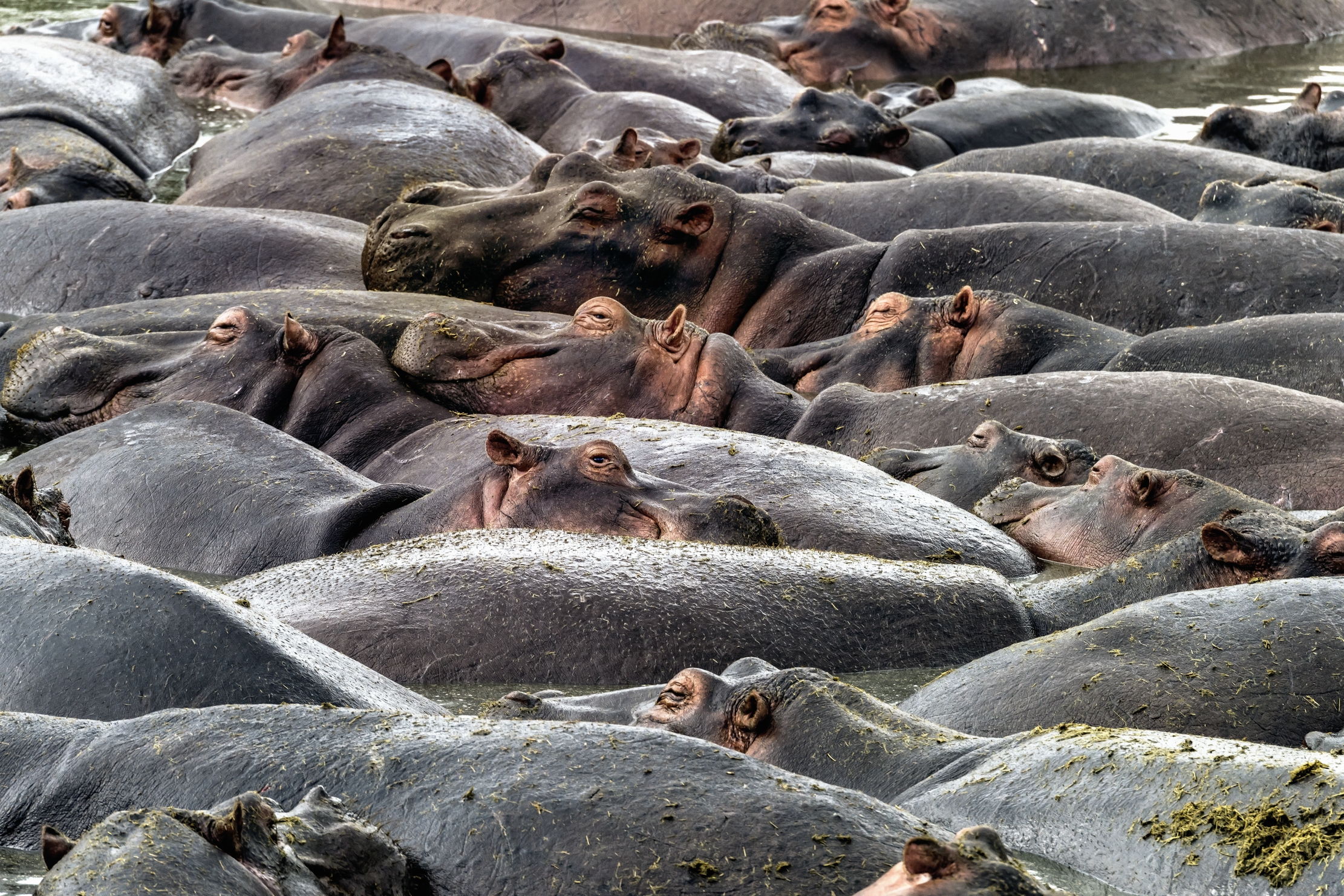 Tanzania 2016 - Hippo