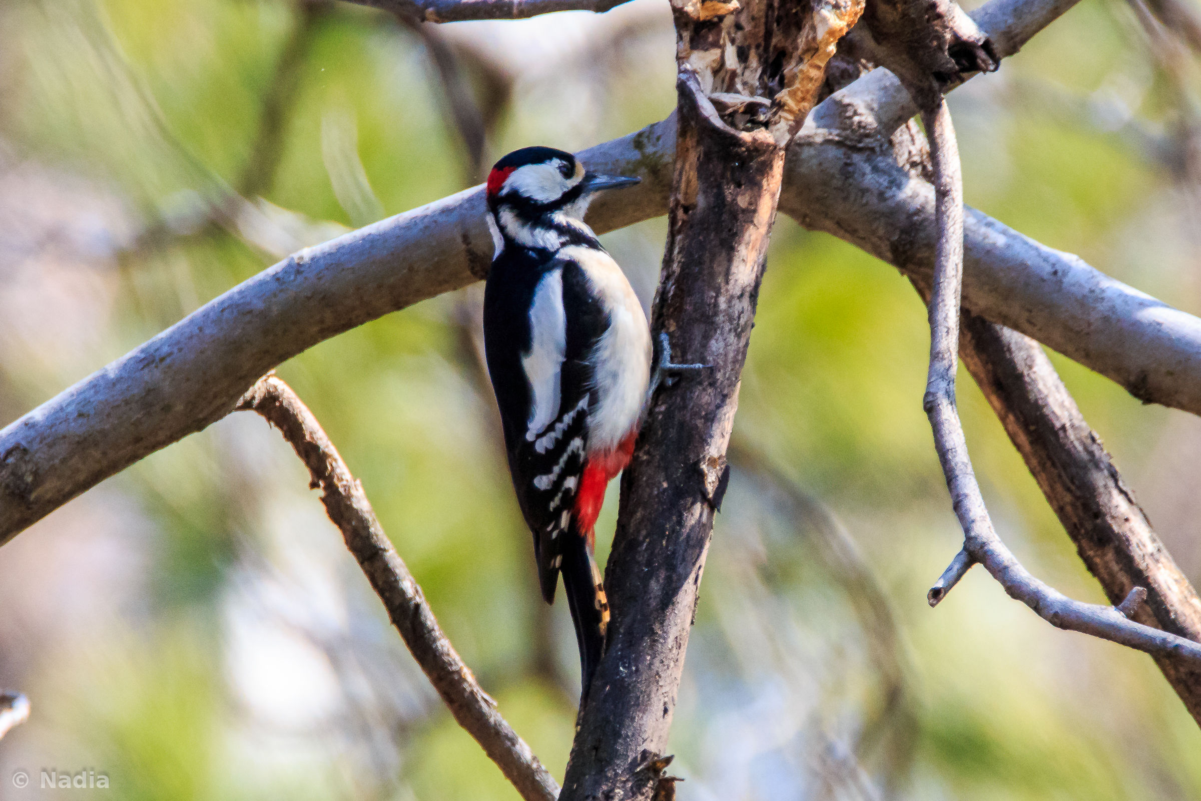 great spotted woodpecker