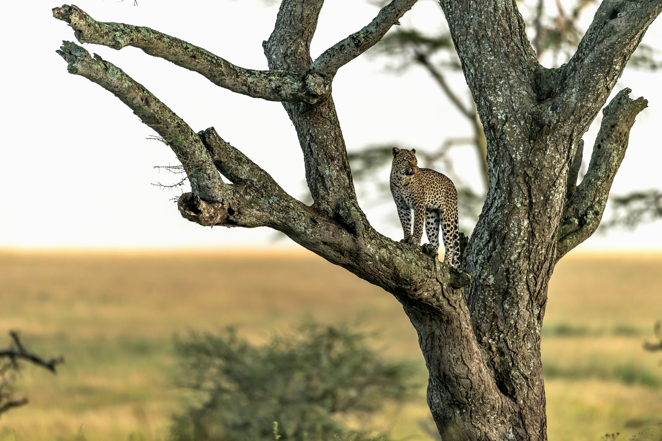 Tanzania 2016 - Leopard