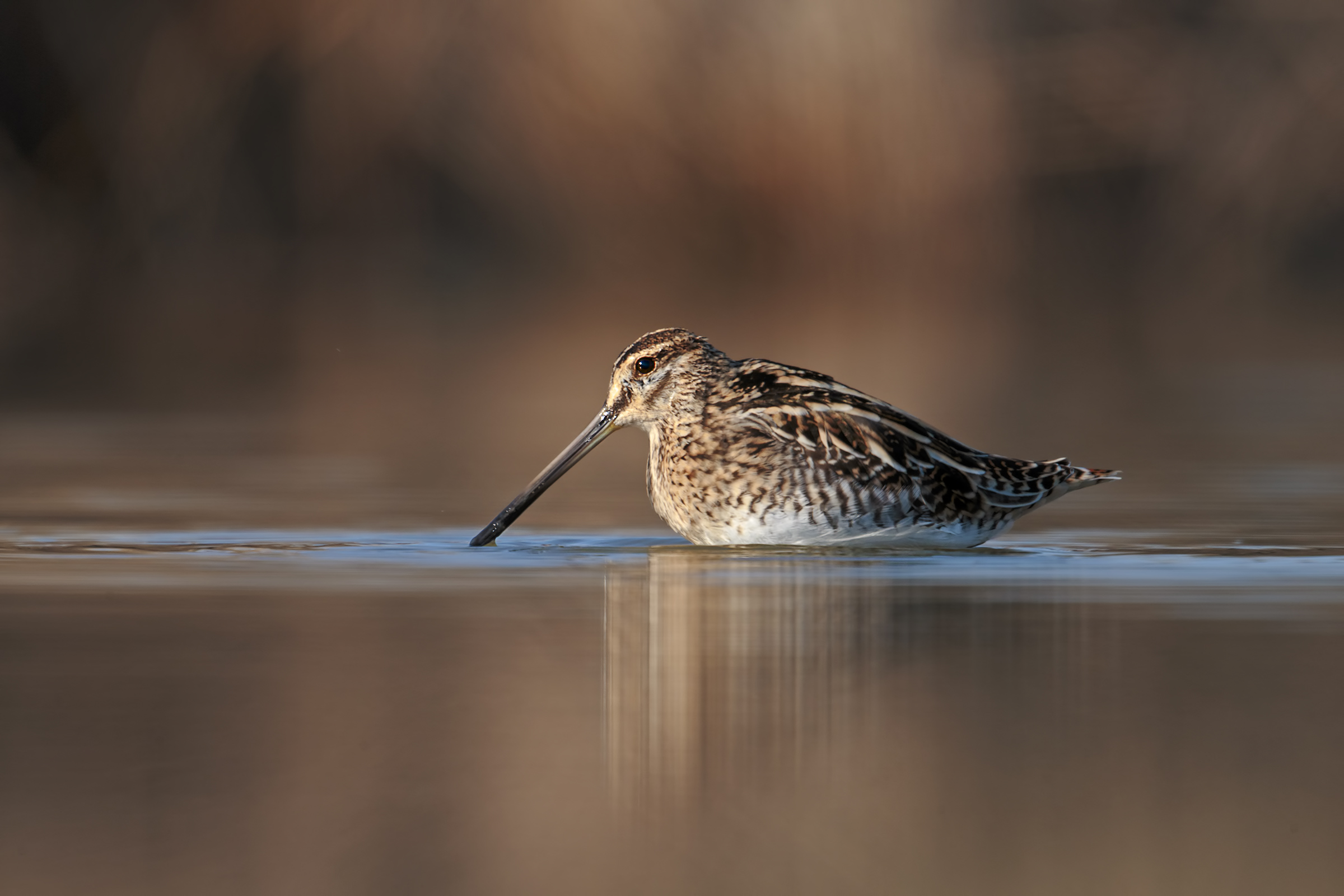 Snipe