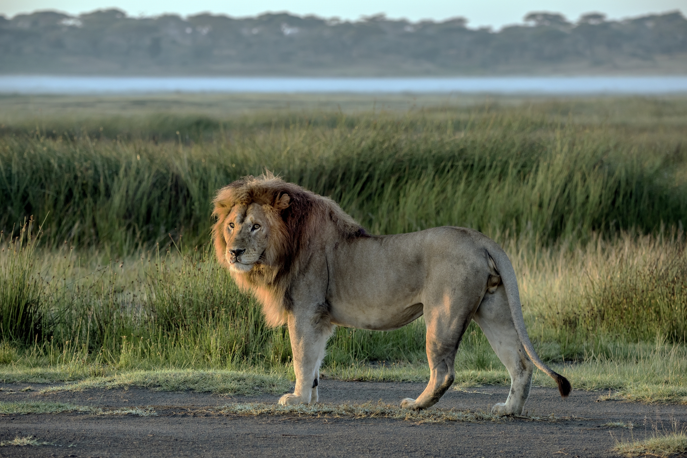 Tanzania 2016 - A Ndutu