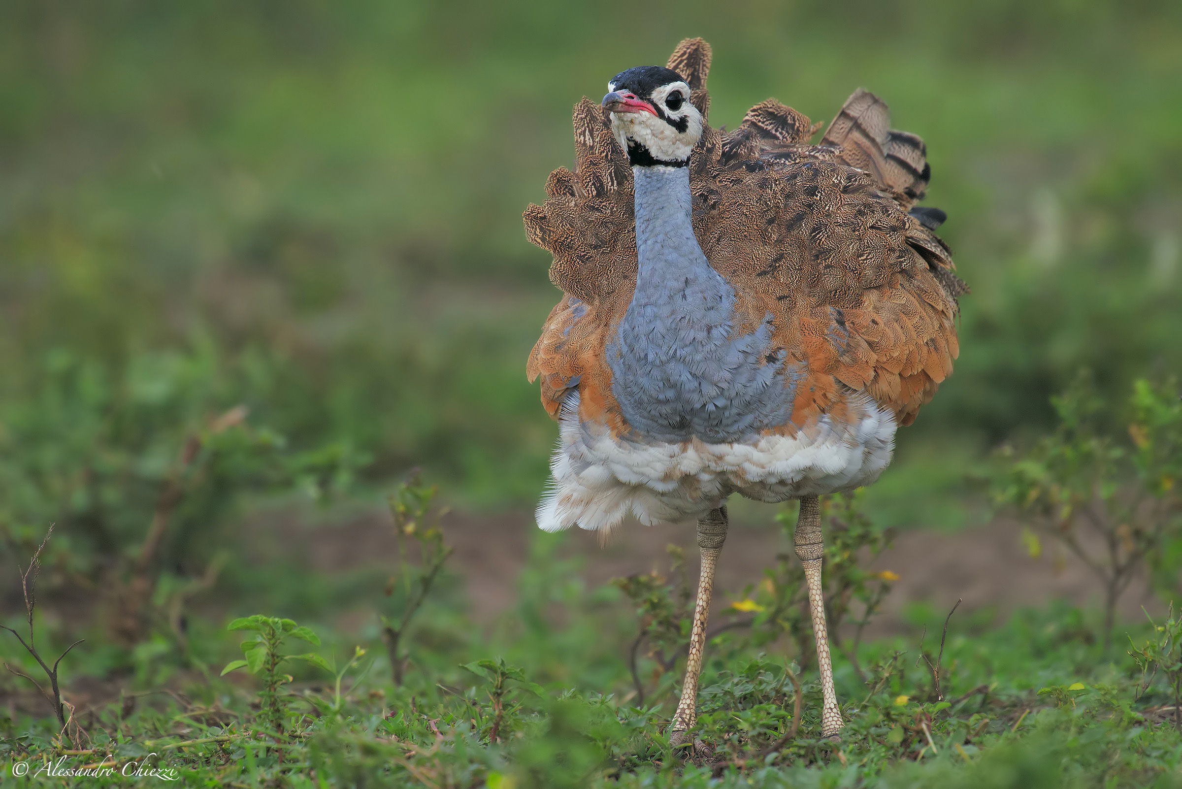 Bustard of Senegal