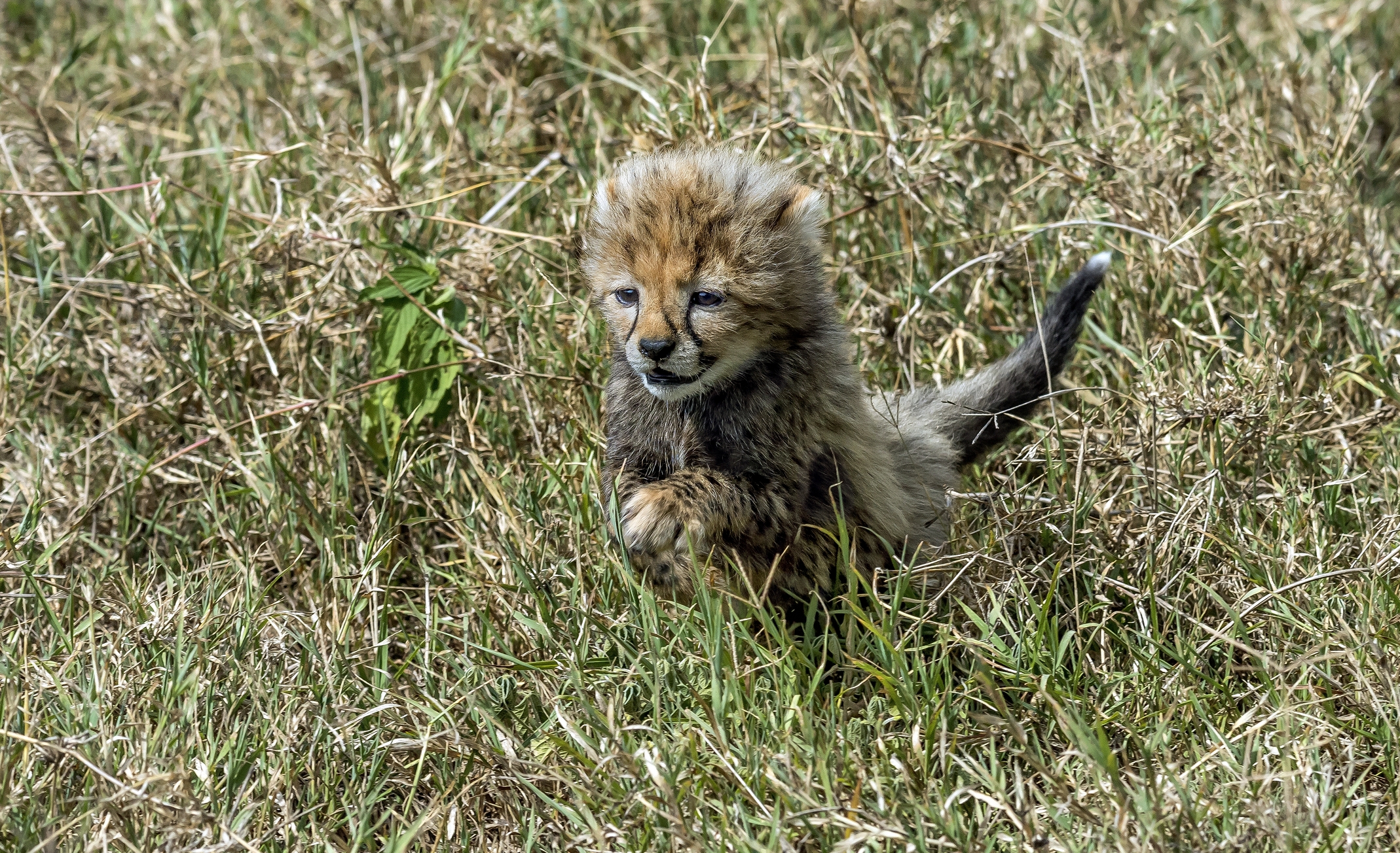 Tanzania 2016 - A un mese di vita