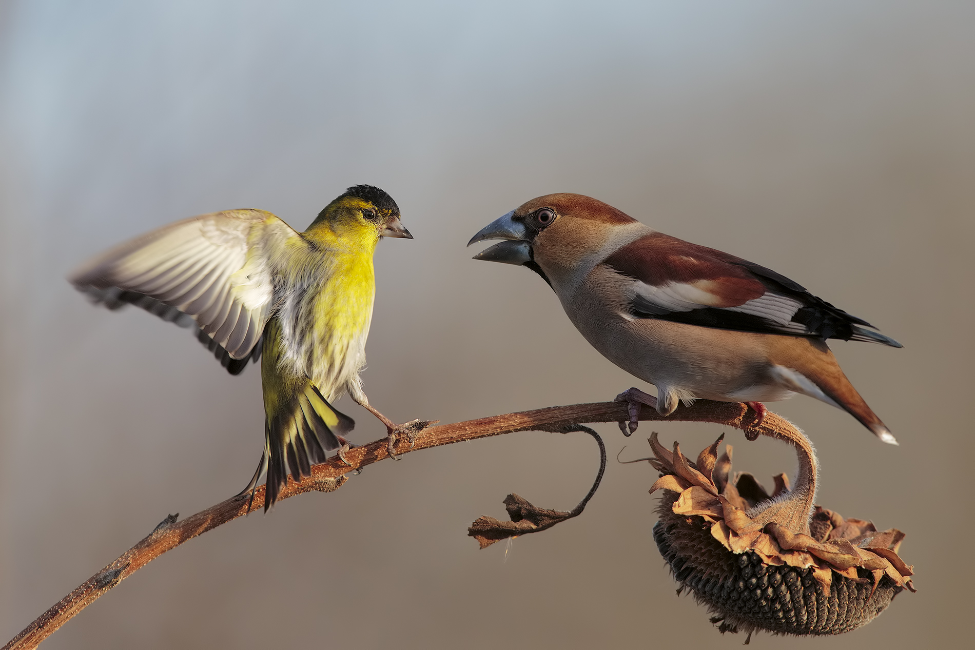 even with the frosone ....