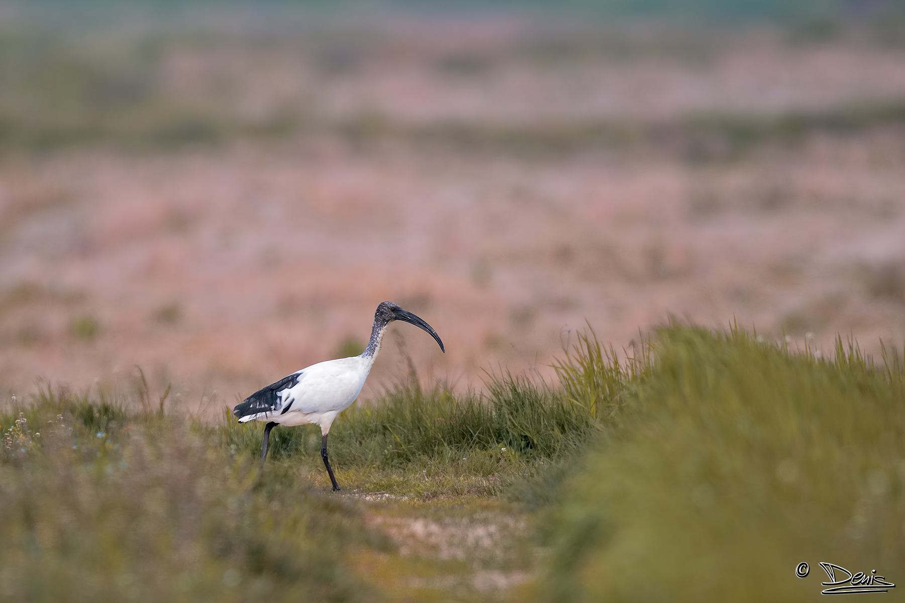 Sacred Ibis