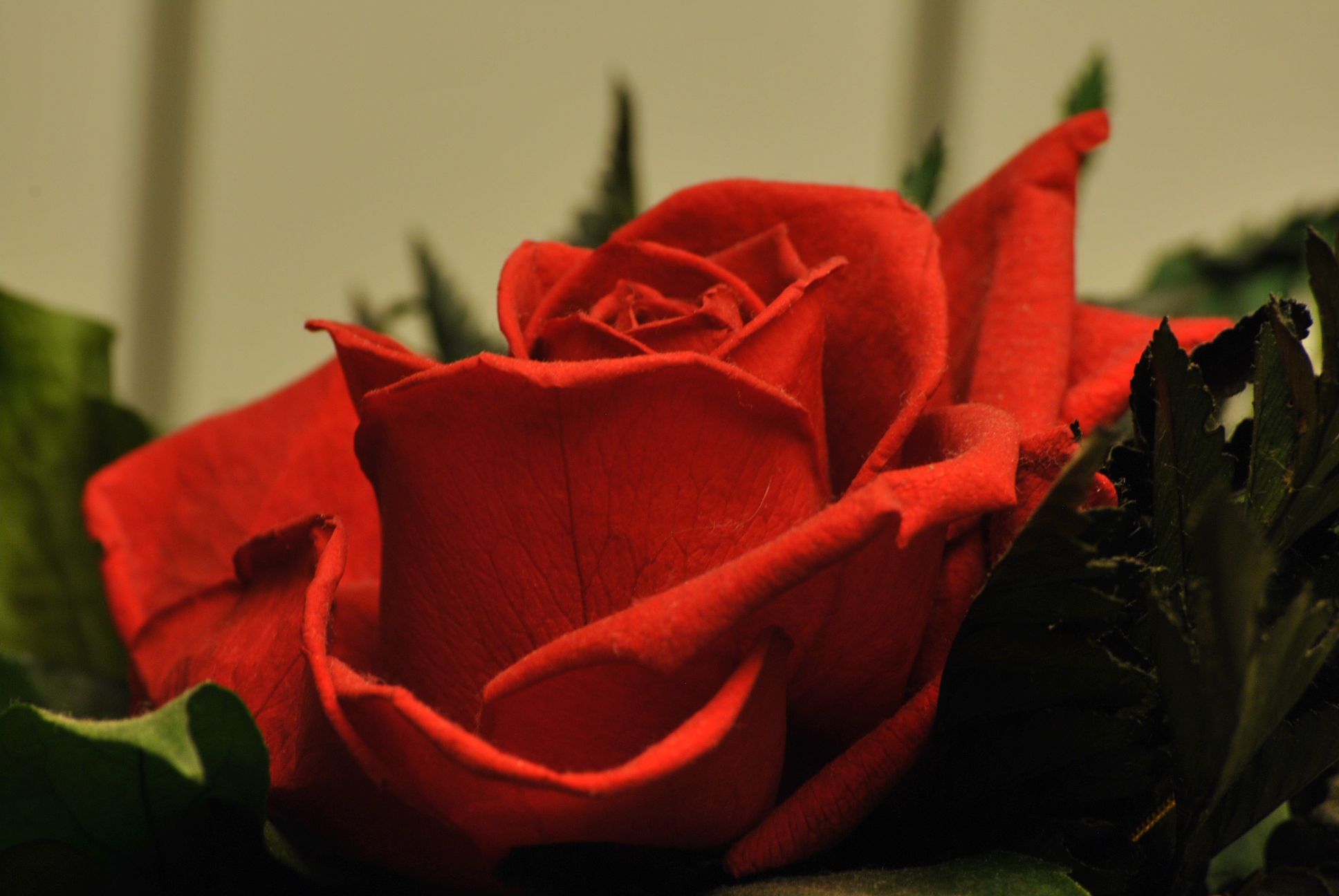 Rosa rossa vera o finta?