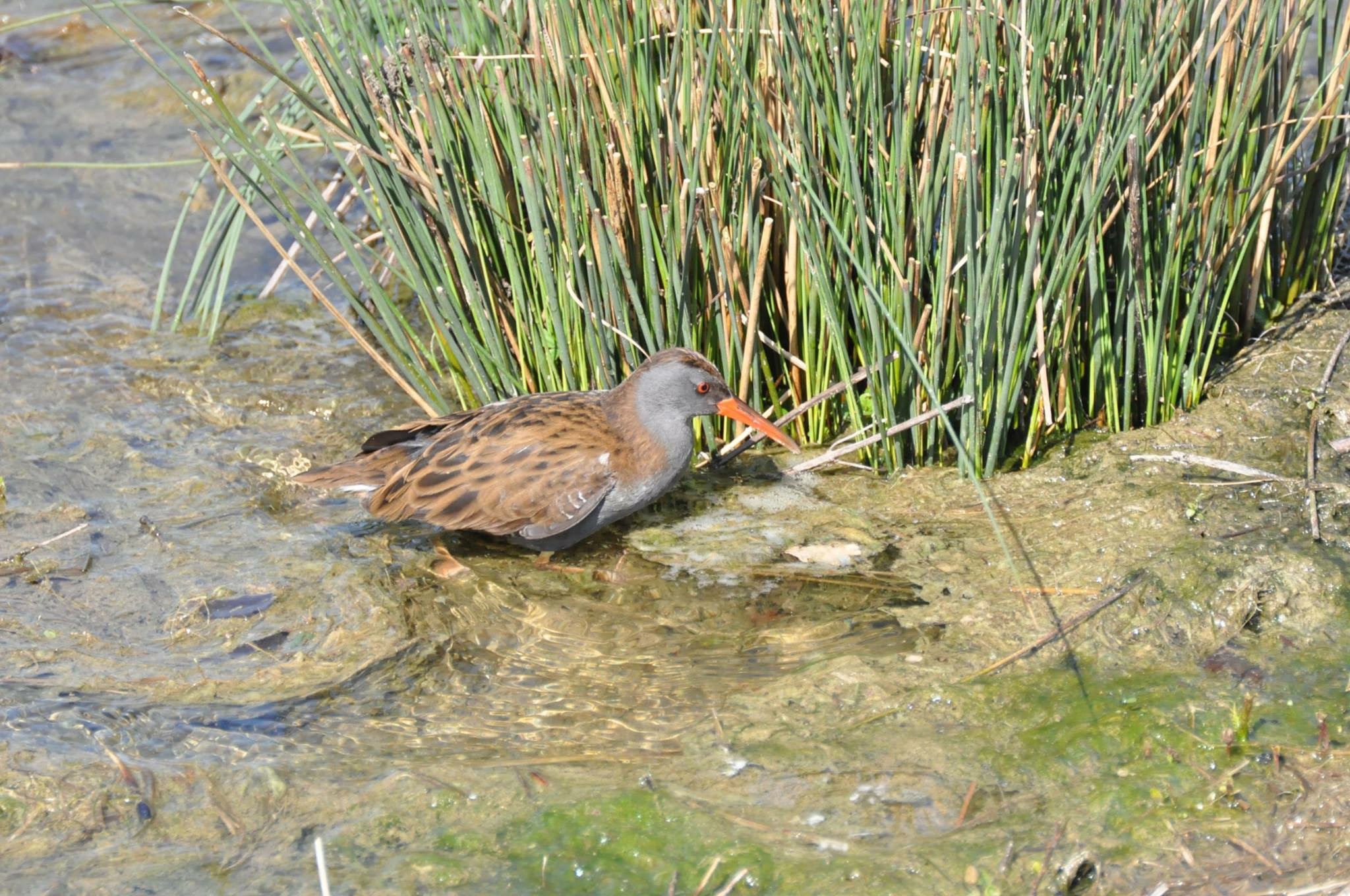 Water Rail