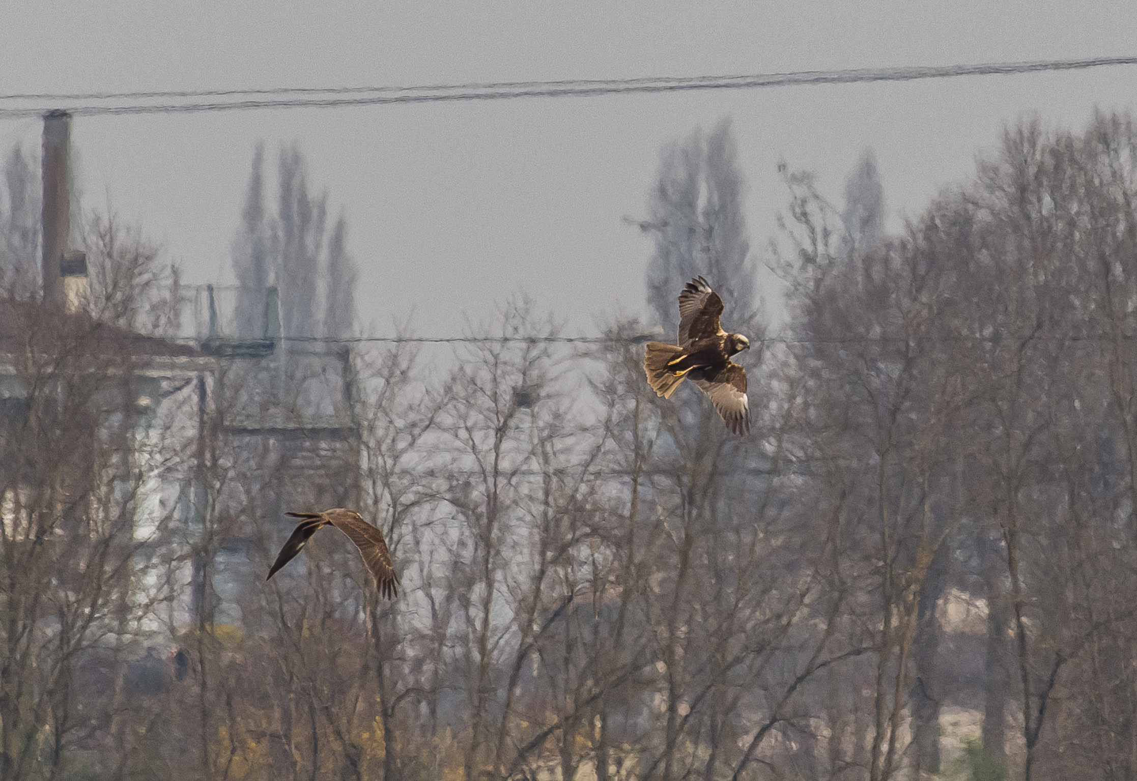 Courtship between hawks