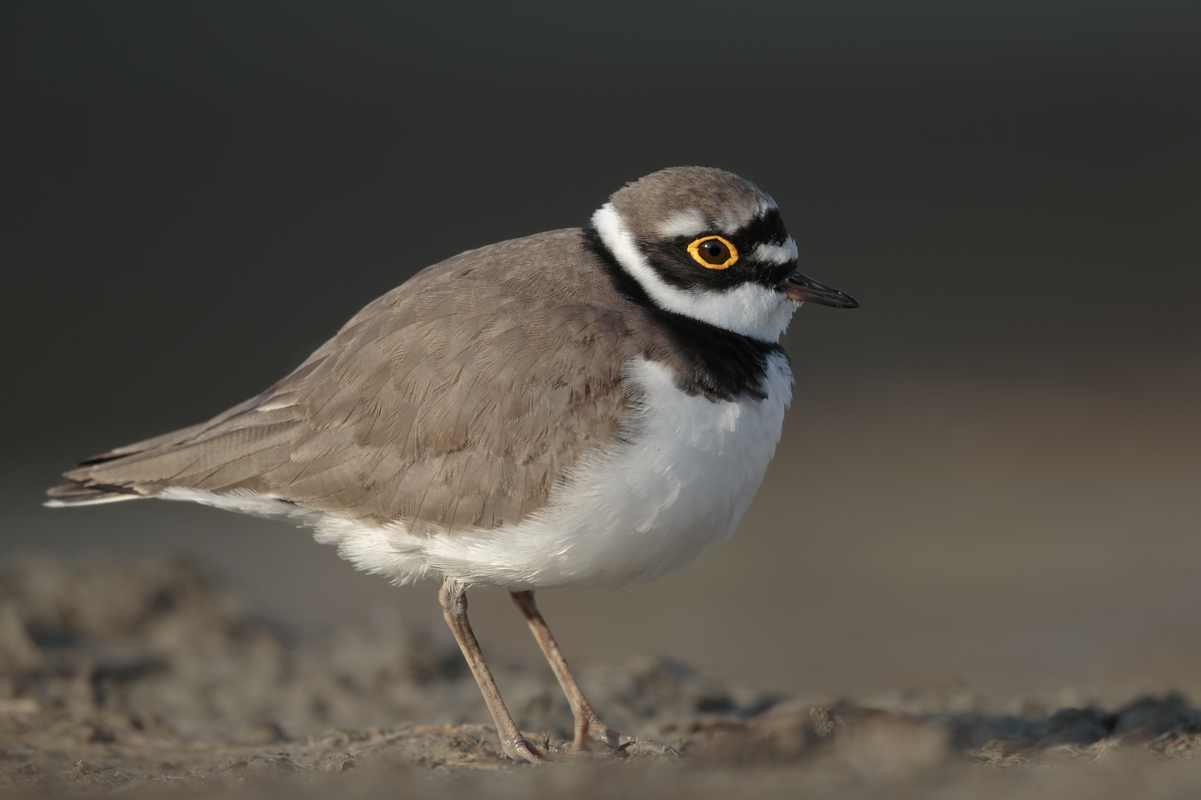 little Ringed Plover