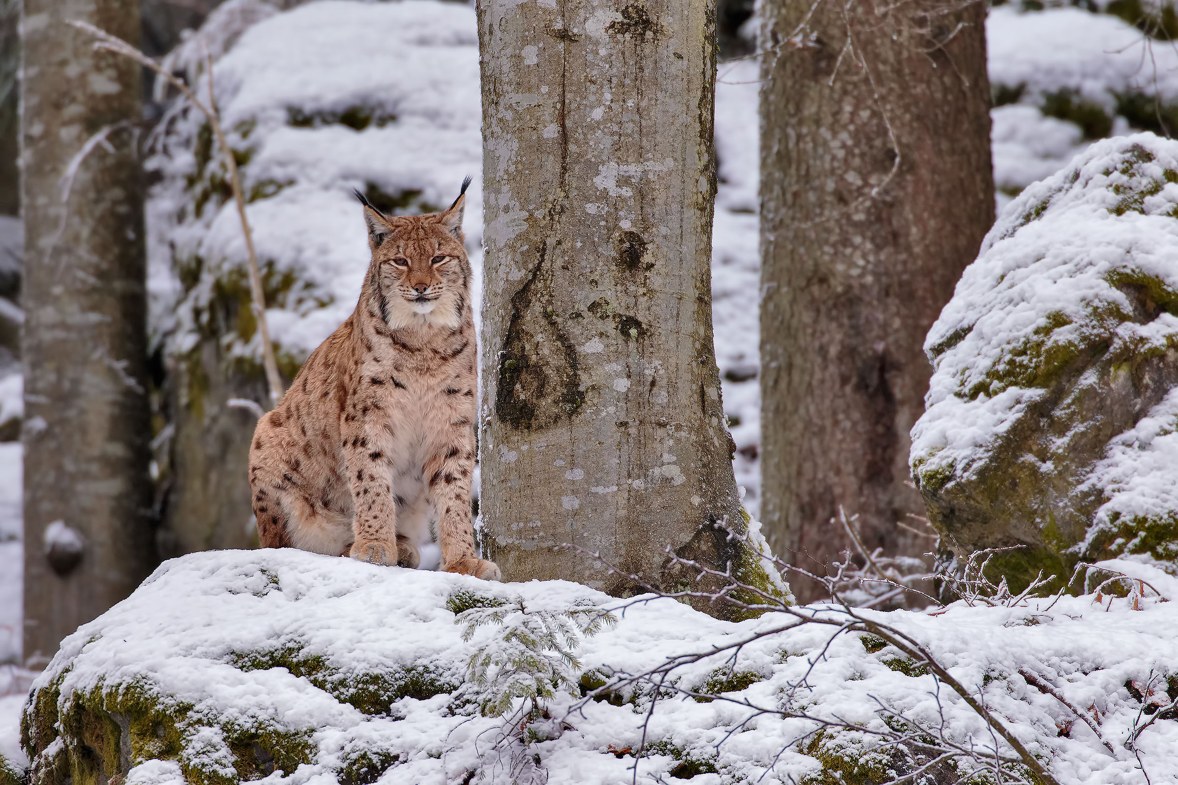 lince