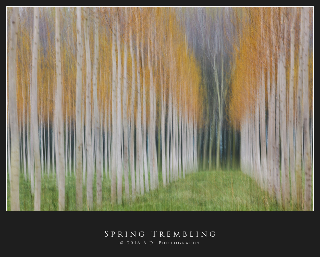 Spring Trembling