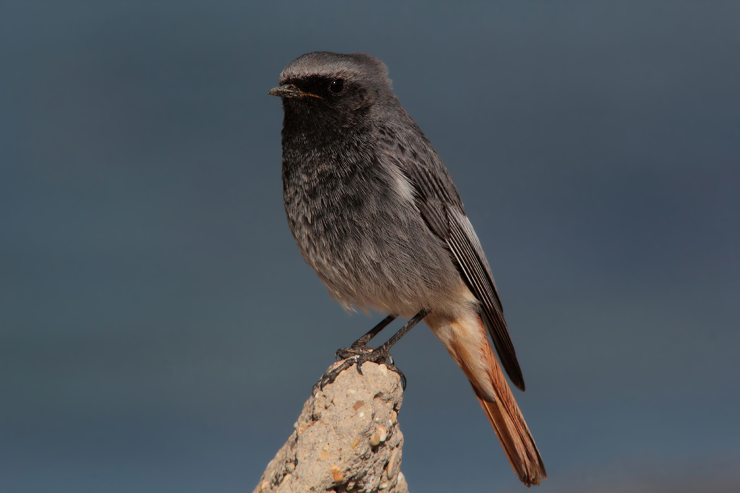 My friend redstart (m) Giulio