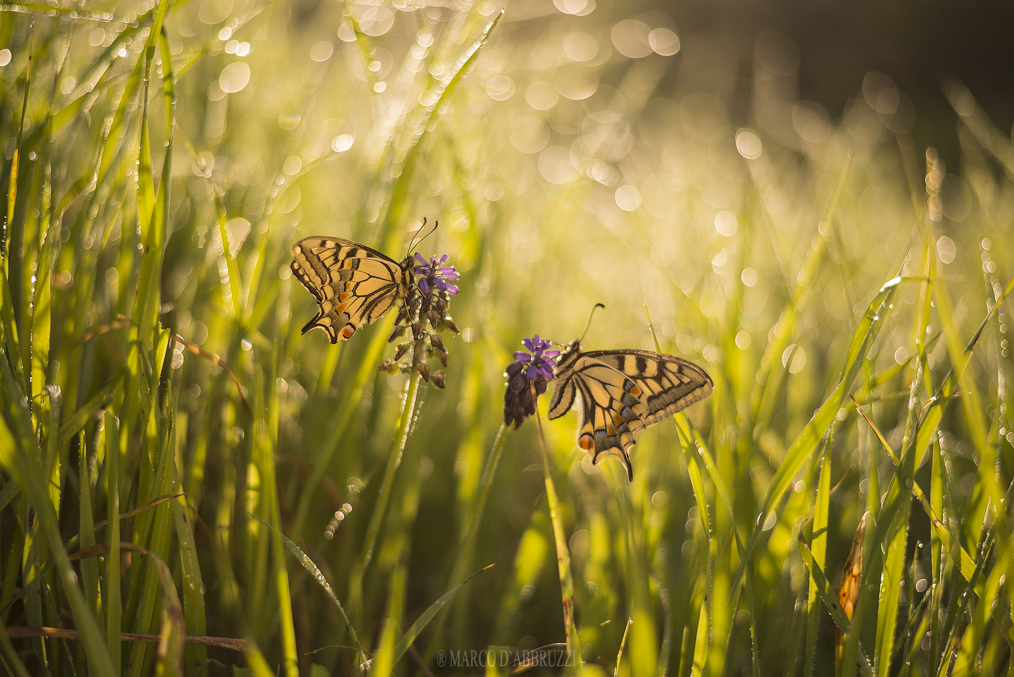 Playing with the past ....