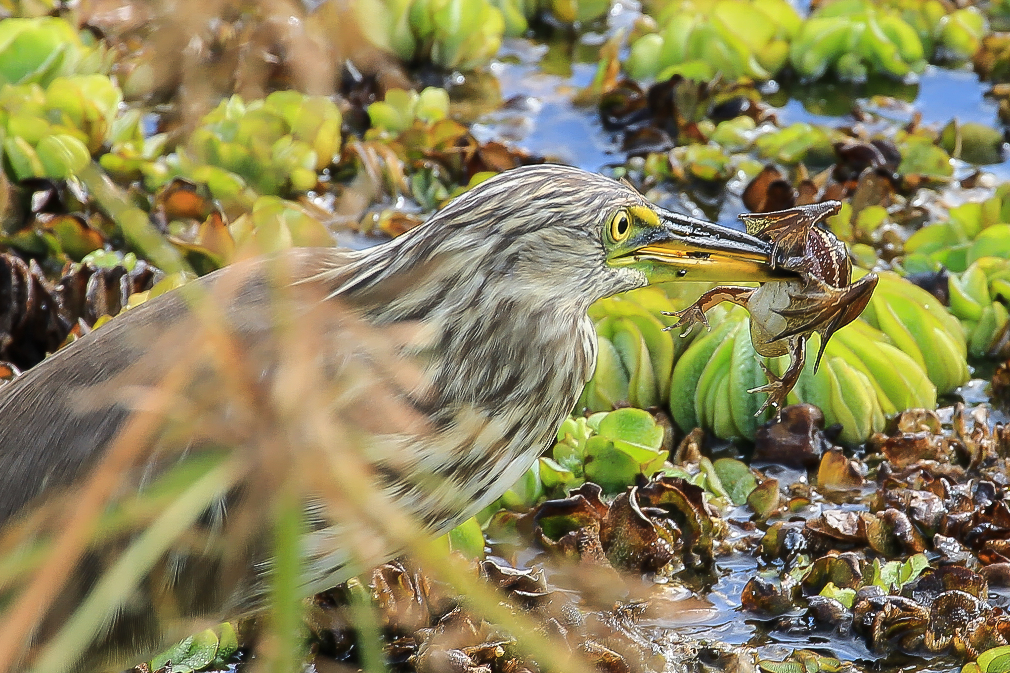 The capture of preda_2