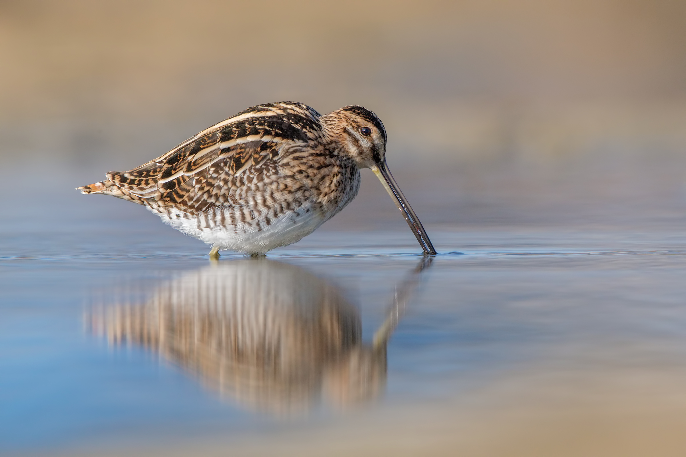Vermetto a colazione ( beccaccino )