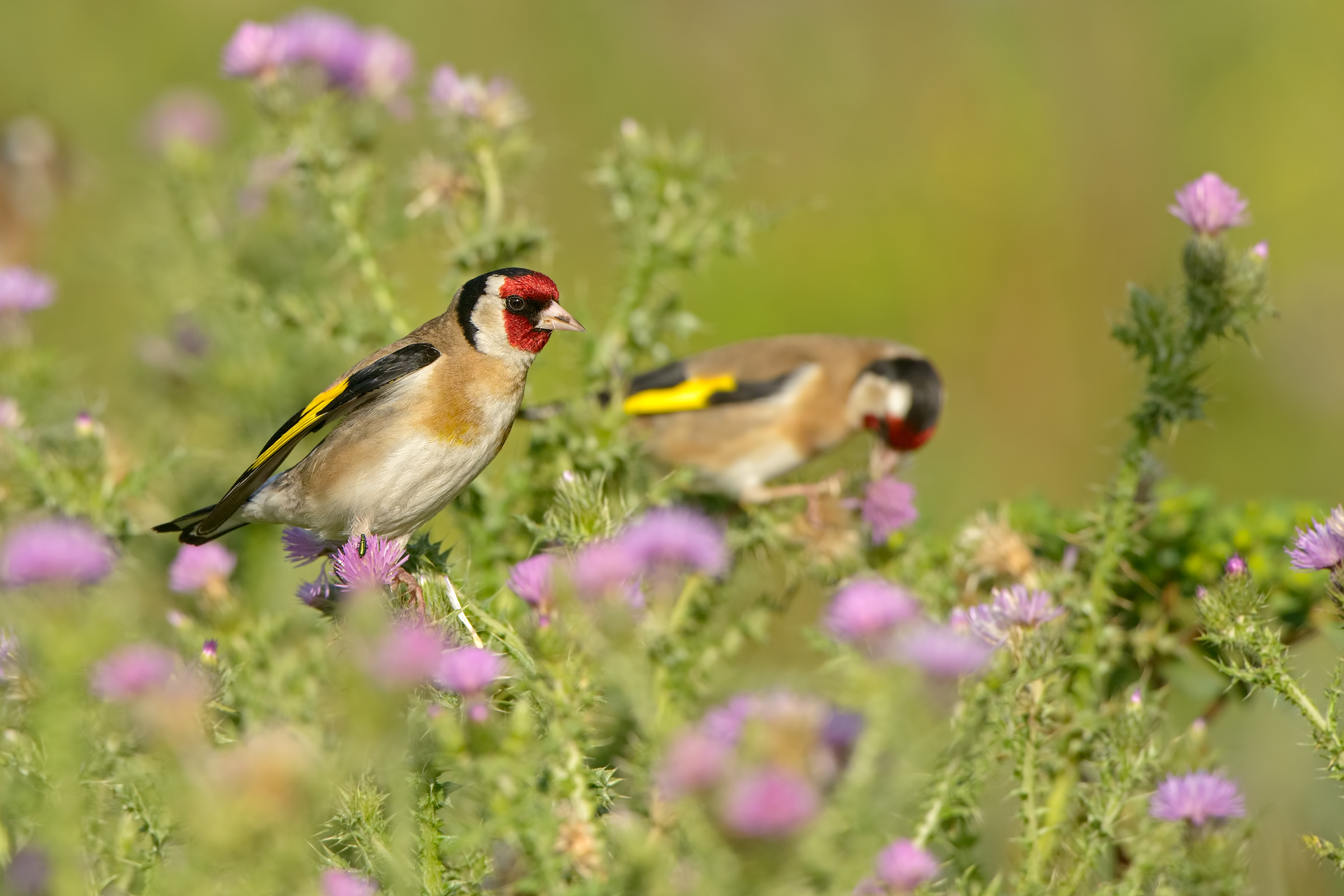 cardellini in alimentazione