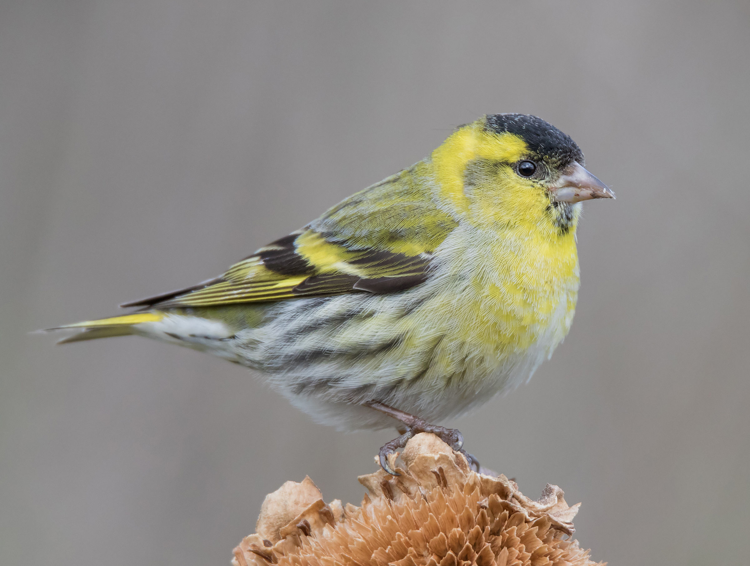 Siskin