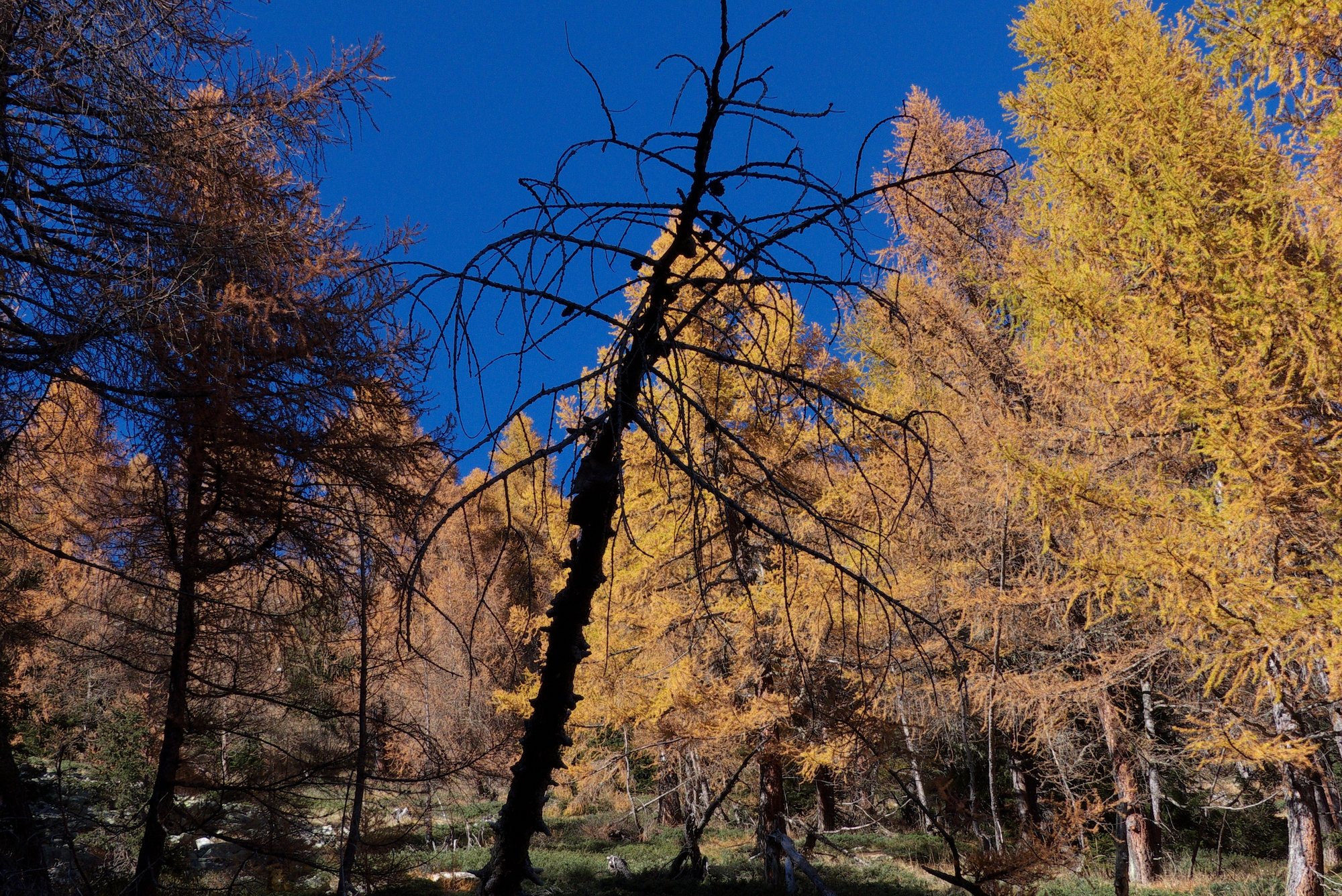 Alpe Uccelli - Montecrestese
