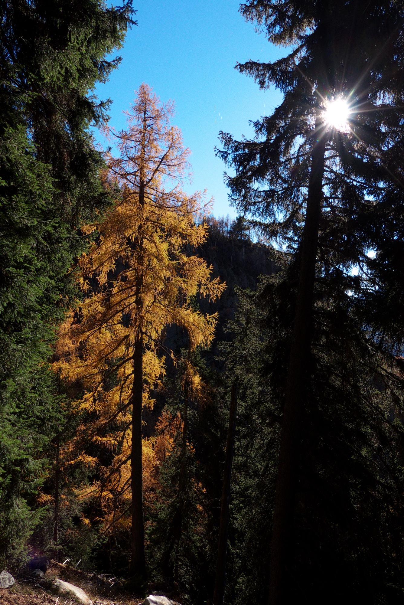 Alpe Colmine - Crevoladossola