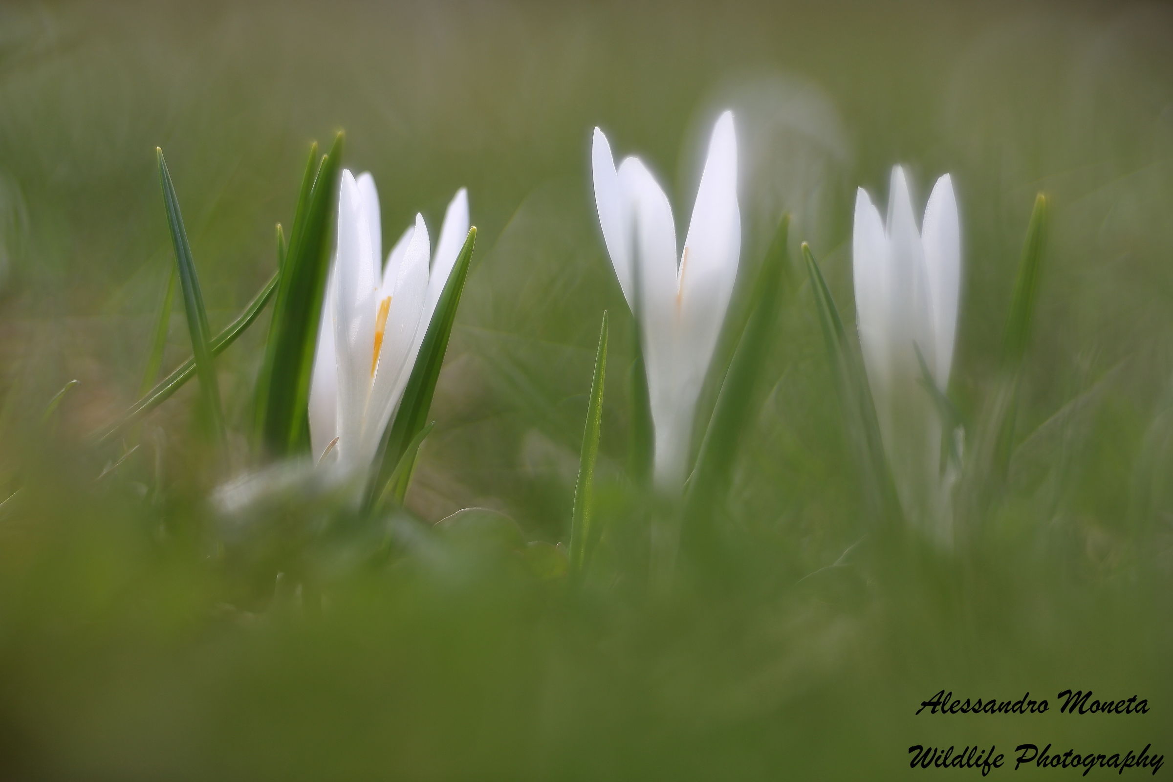 Crocus