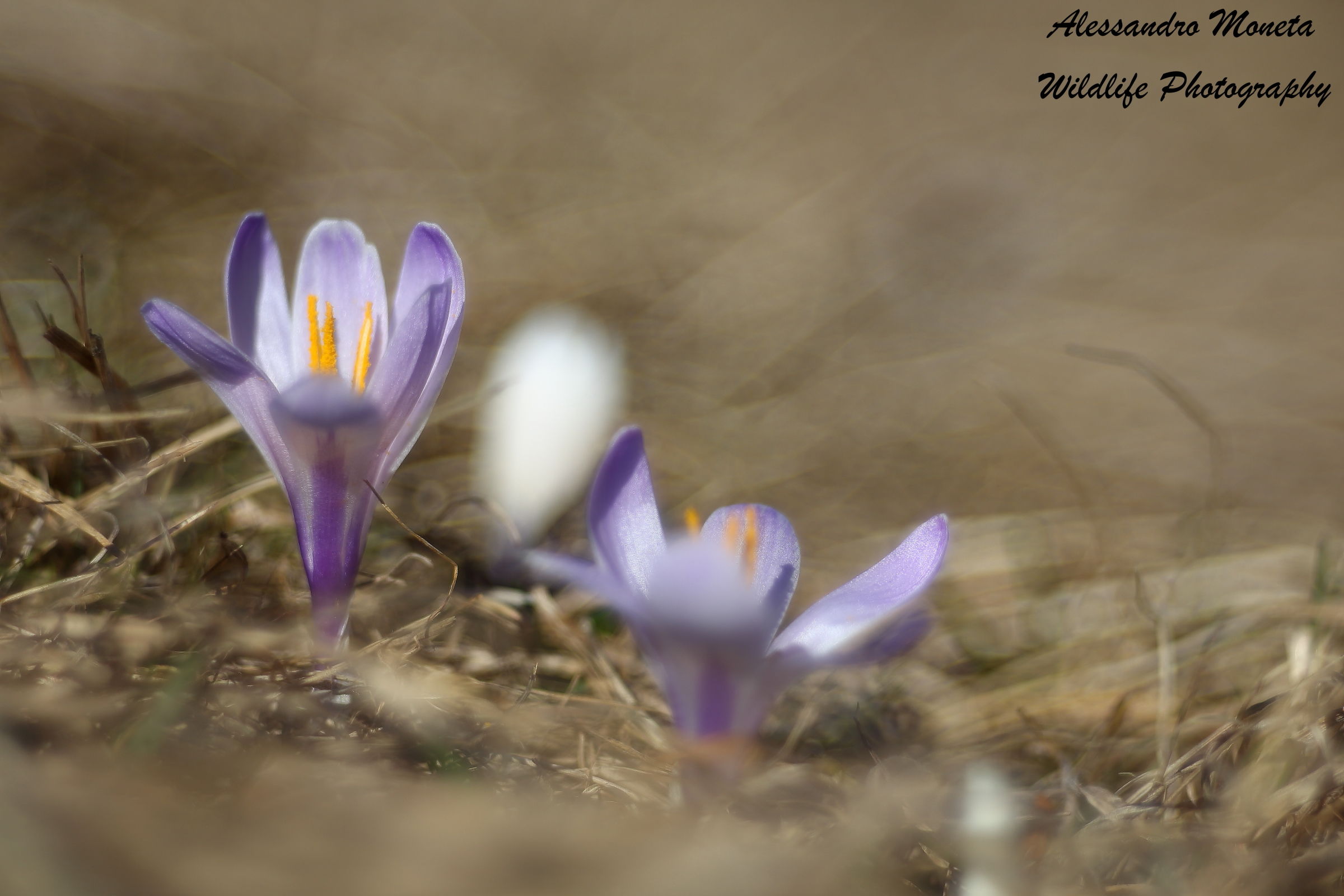 Crocus