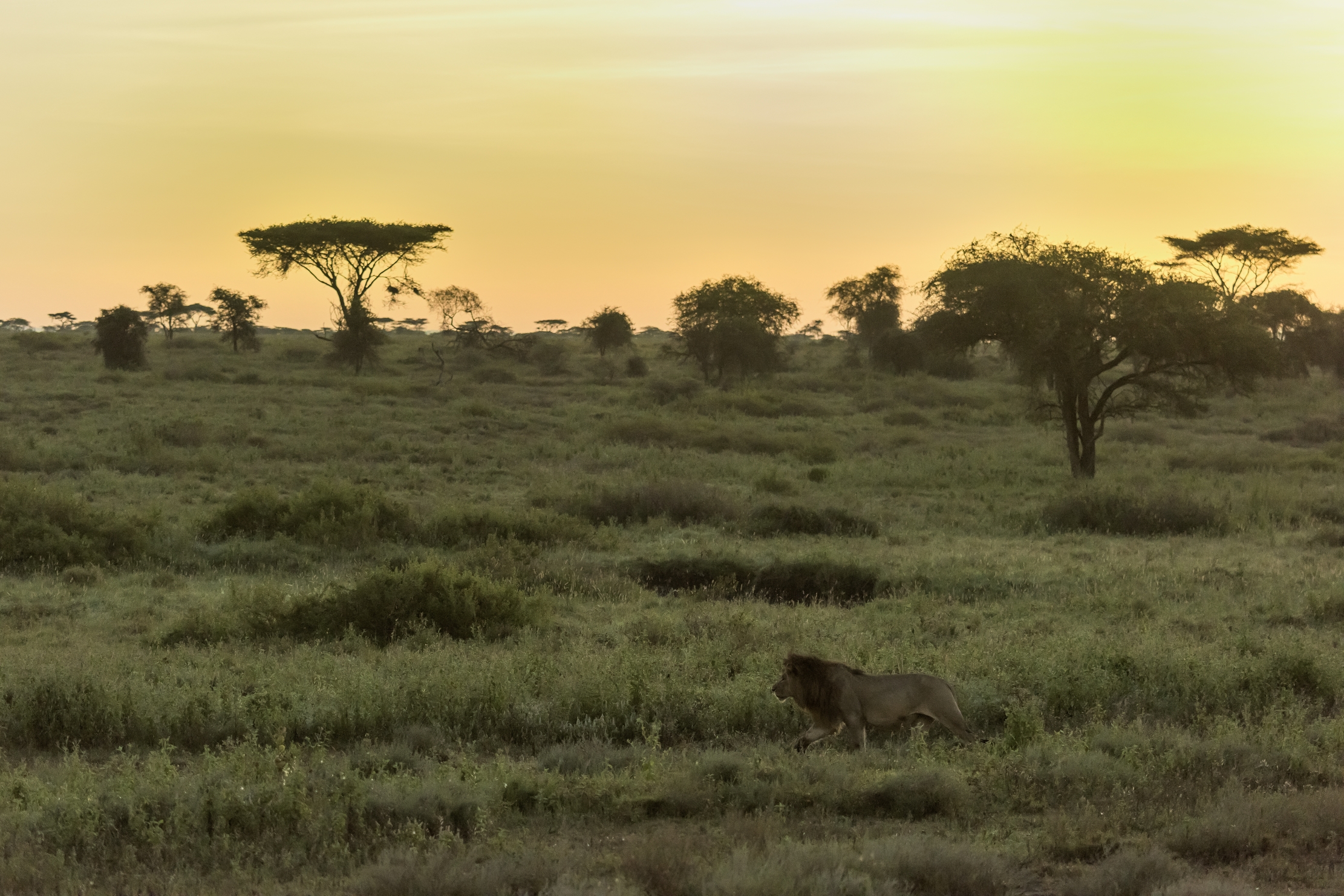 Tanzania 2016 - Alba a Ndutu