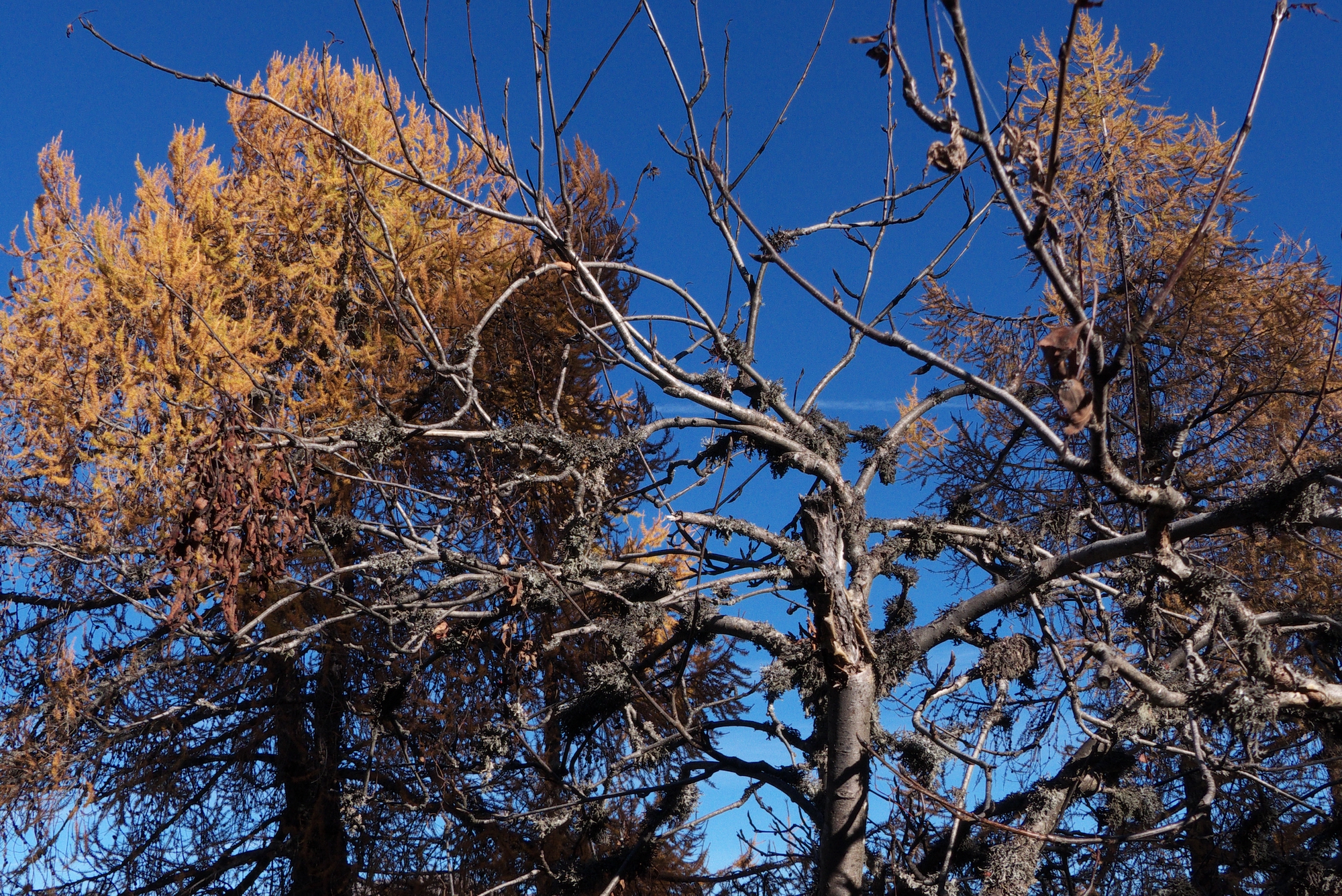 Alpe Colmine - Crevoladossola