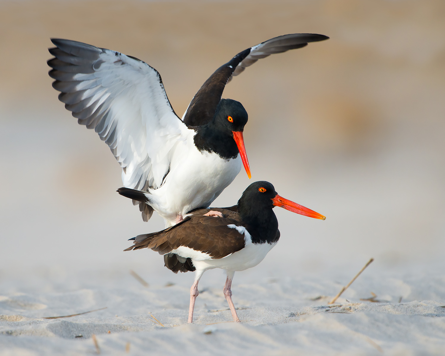 Oyster Catcher