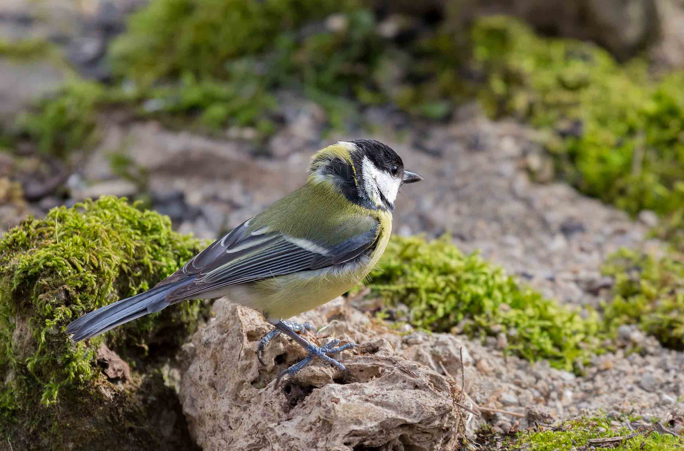 Parus Major (cinciallegra)