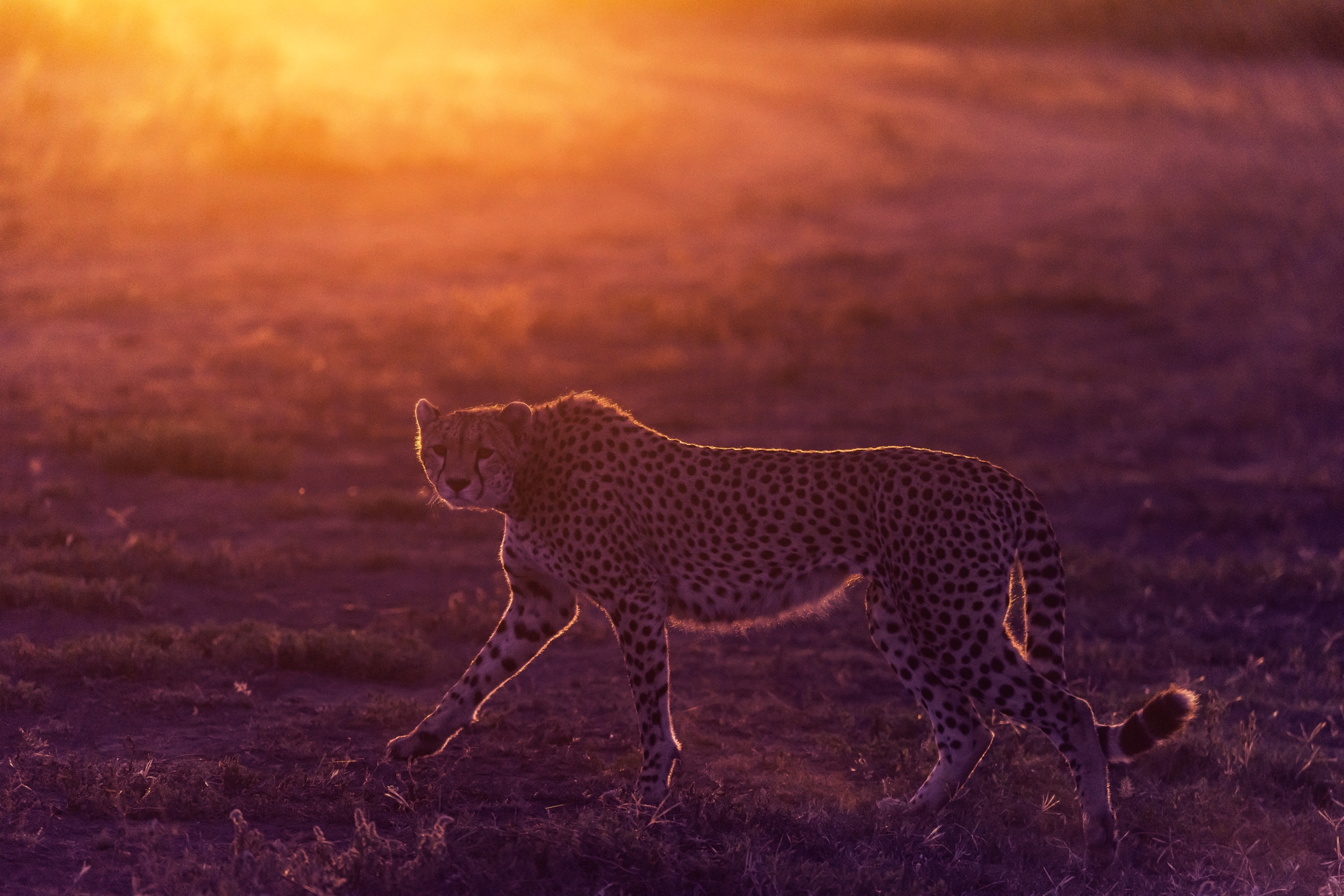 Tanzania 2016 - Alba