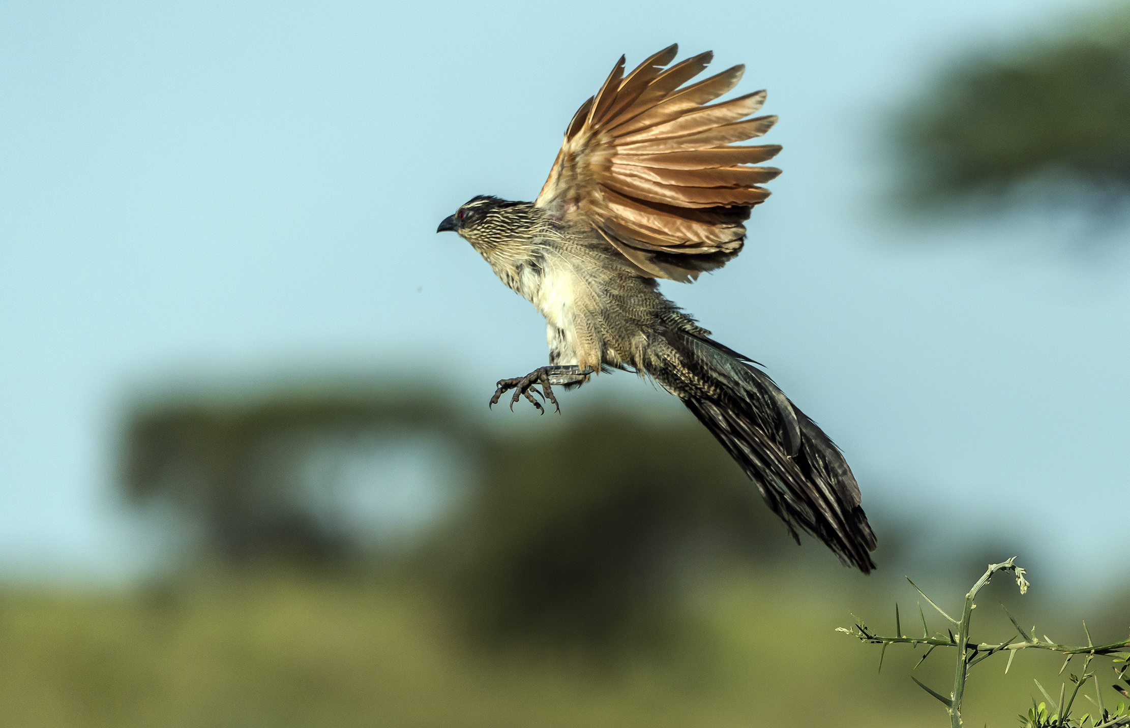 Tanzania 2016 - Fagiano cuculo