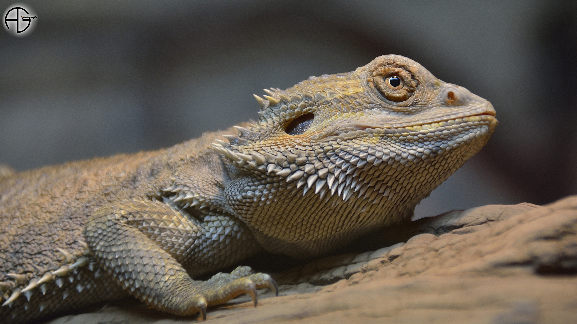 Bearded dragon