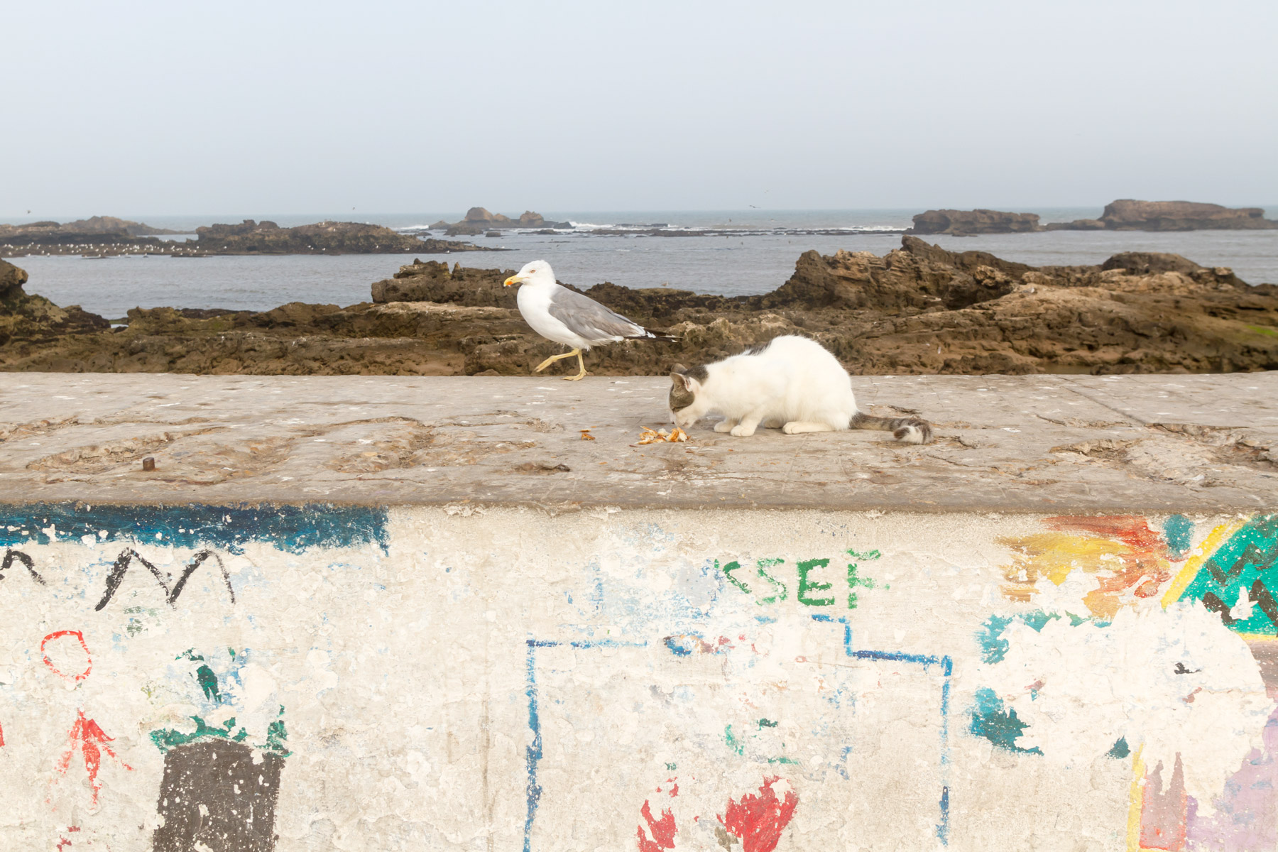 This cat is busy doing other things .....