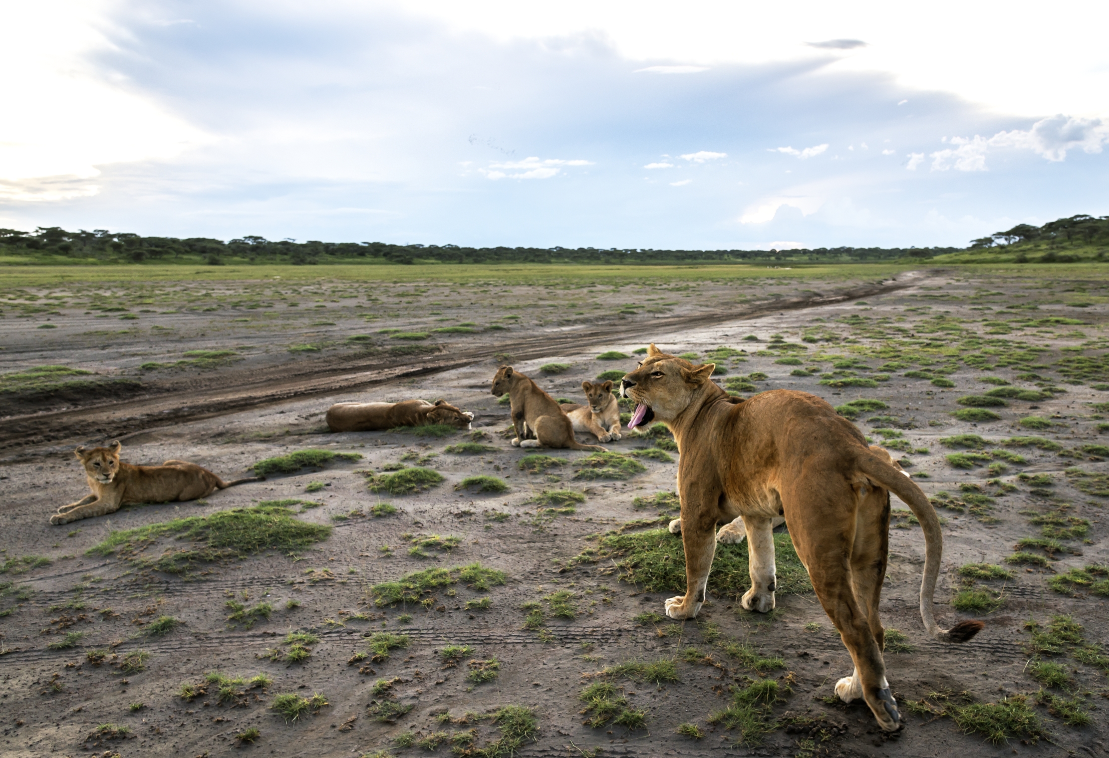 Tanzania 2016 - Nel marsh di Ndutu al tramonto