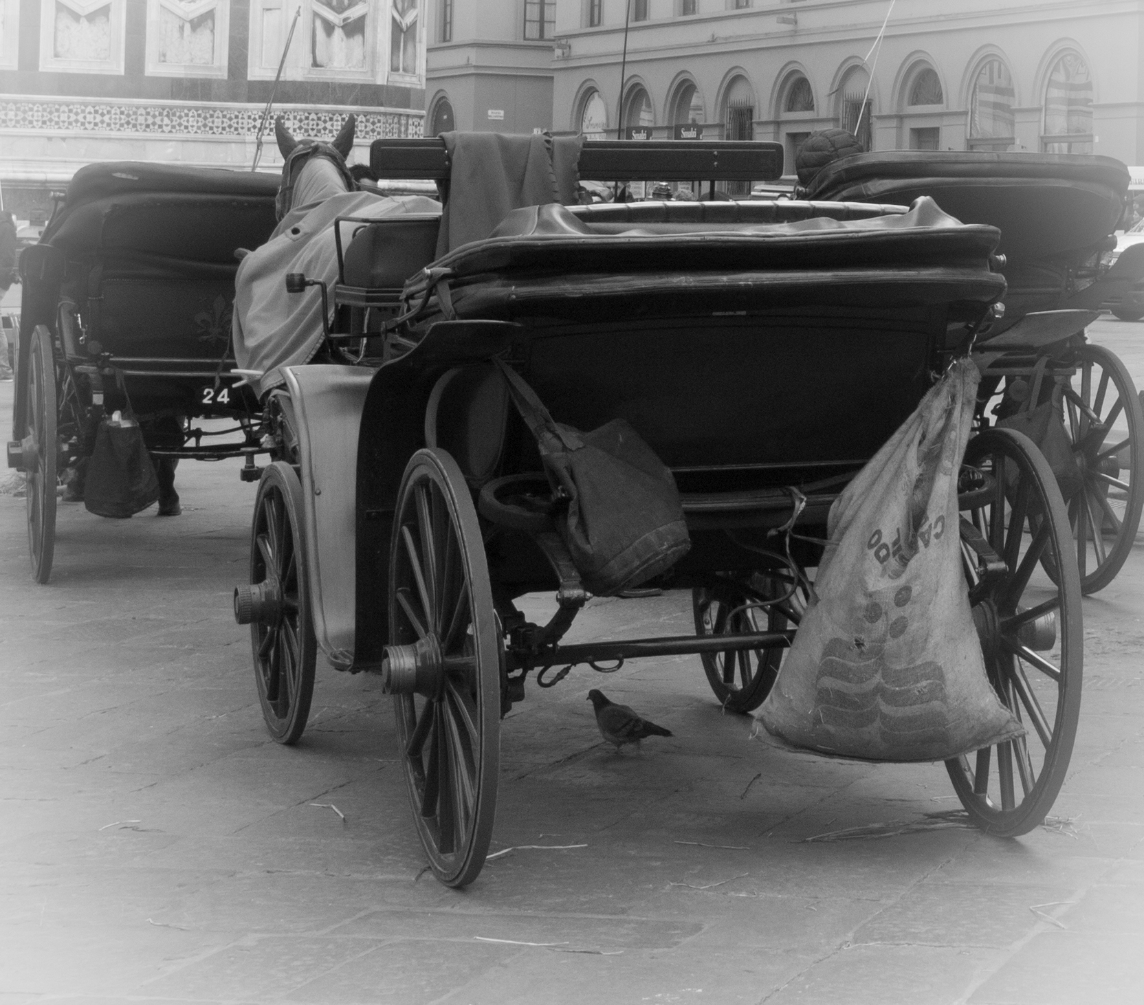 Horses in the square