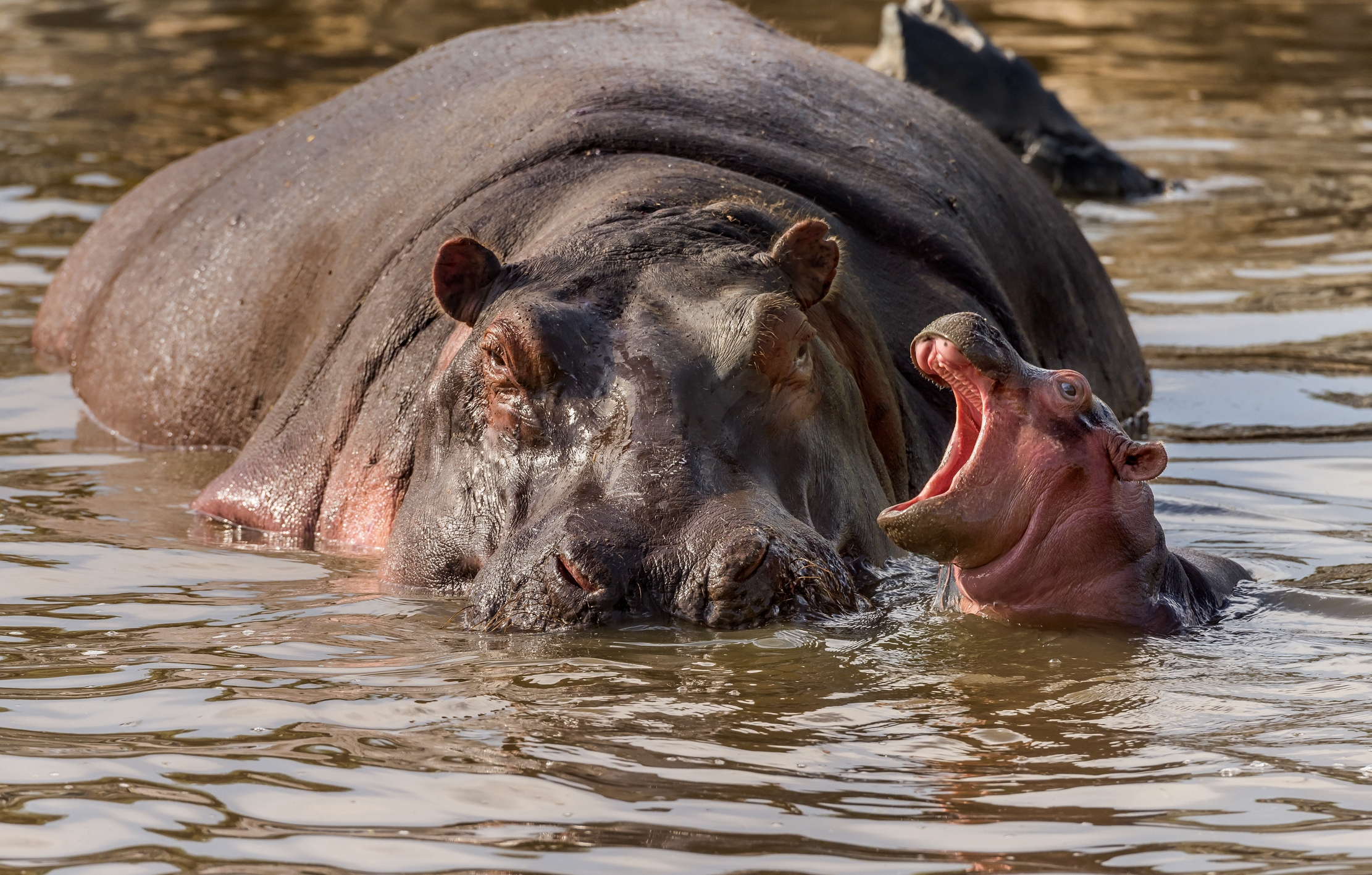 Tanzania 2016 - Hippo