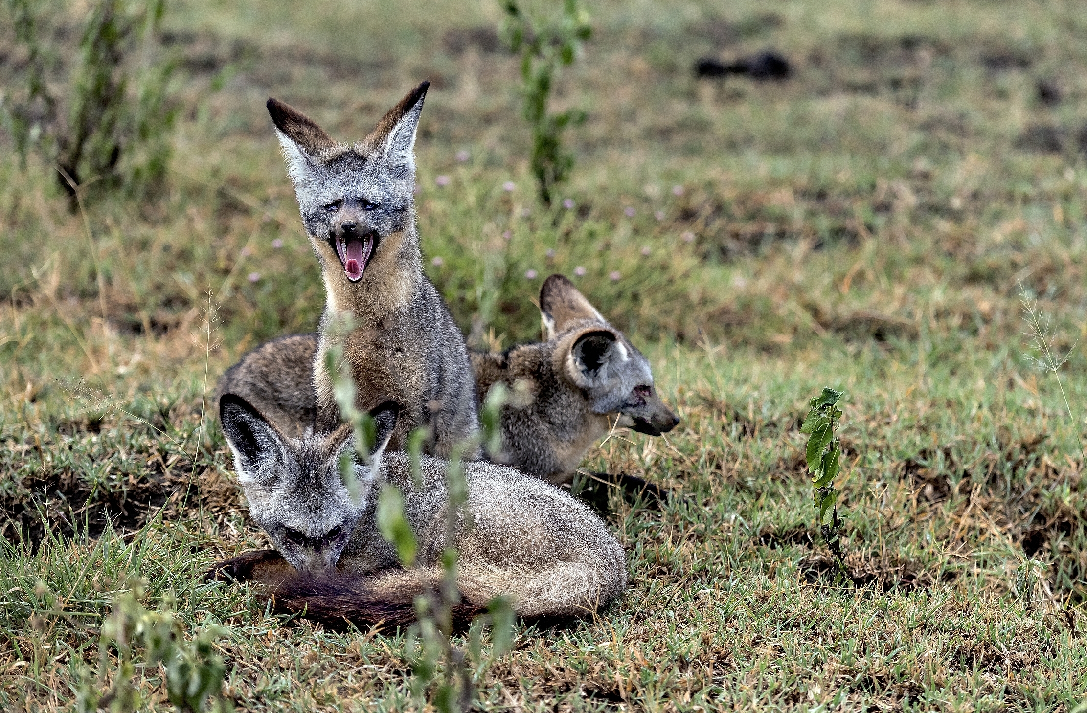 Tanzania 2016 - Otocioni