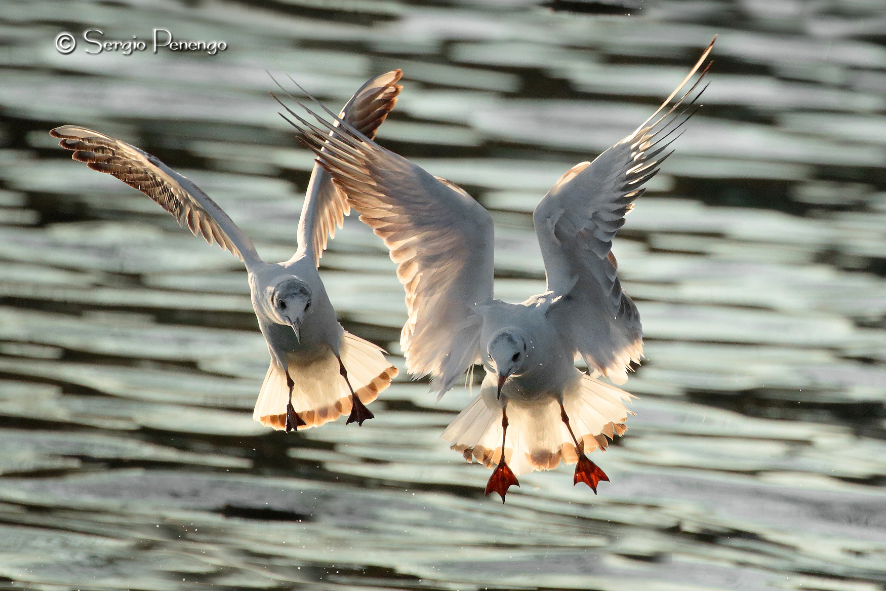 "Gabbiani bianchi in liberta' "