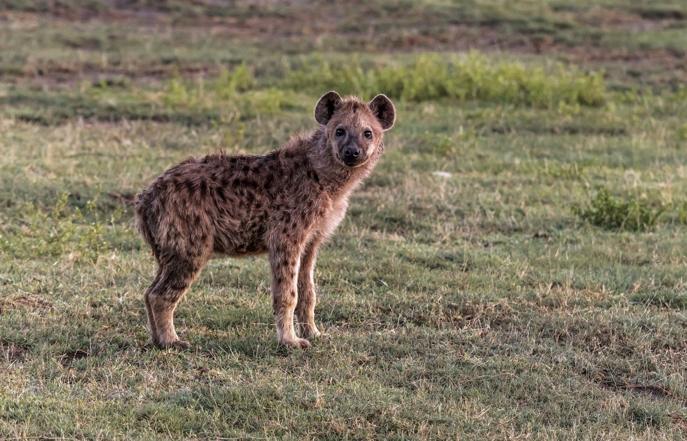 Tanzania 2016 - Cucciolo