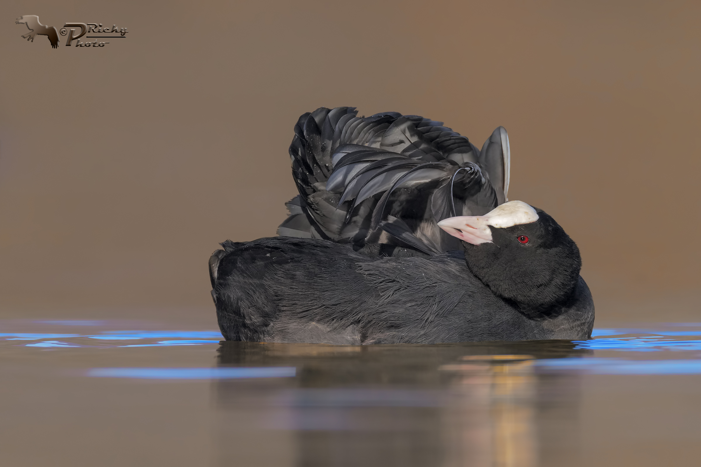 Un aggiustatina al piumaggio !