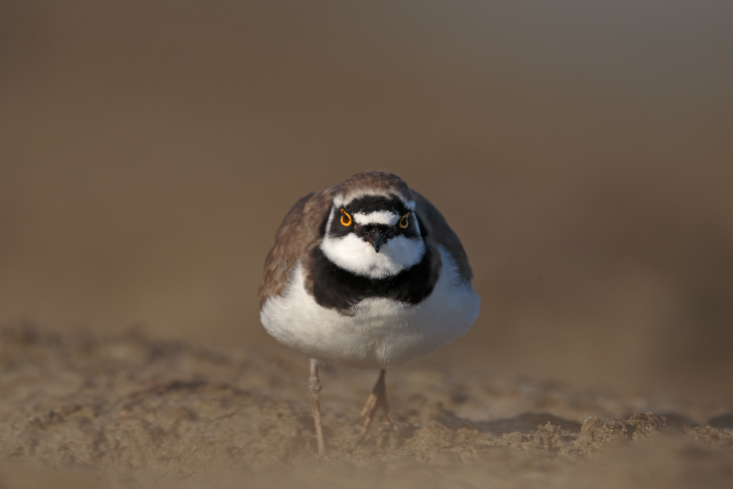 Corriere small sitting